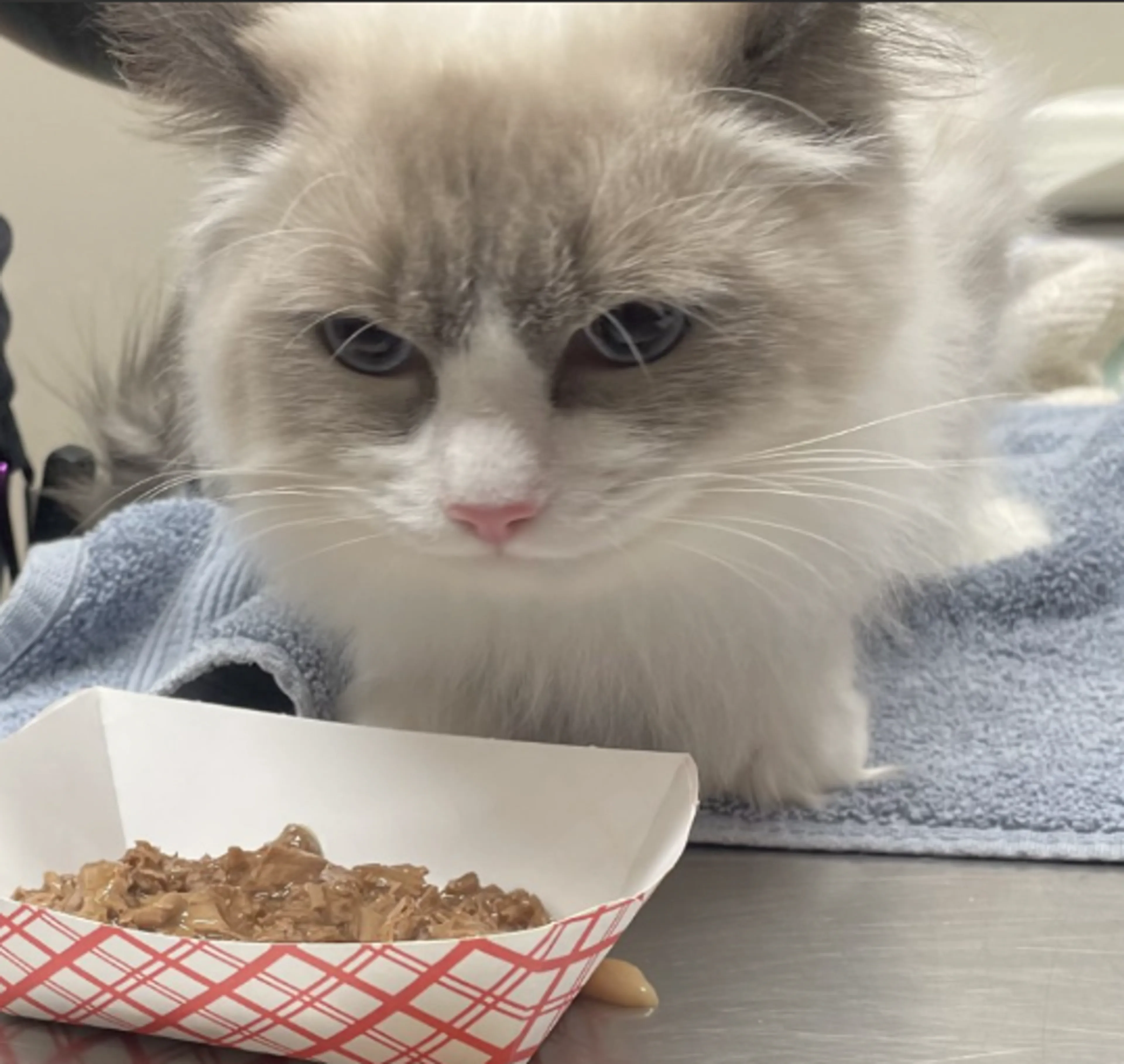 Found pet