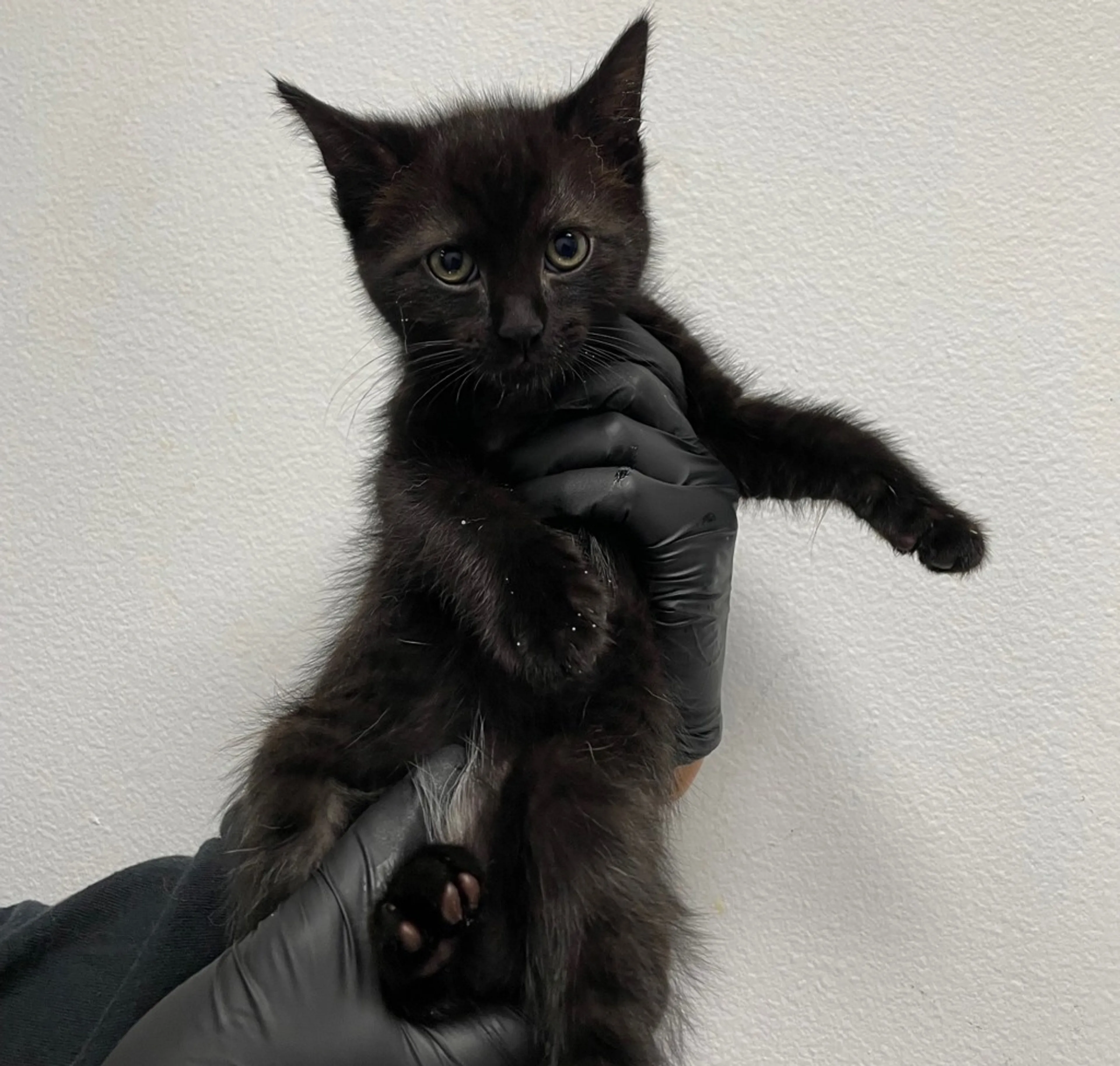 Found pet