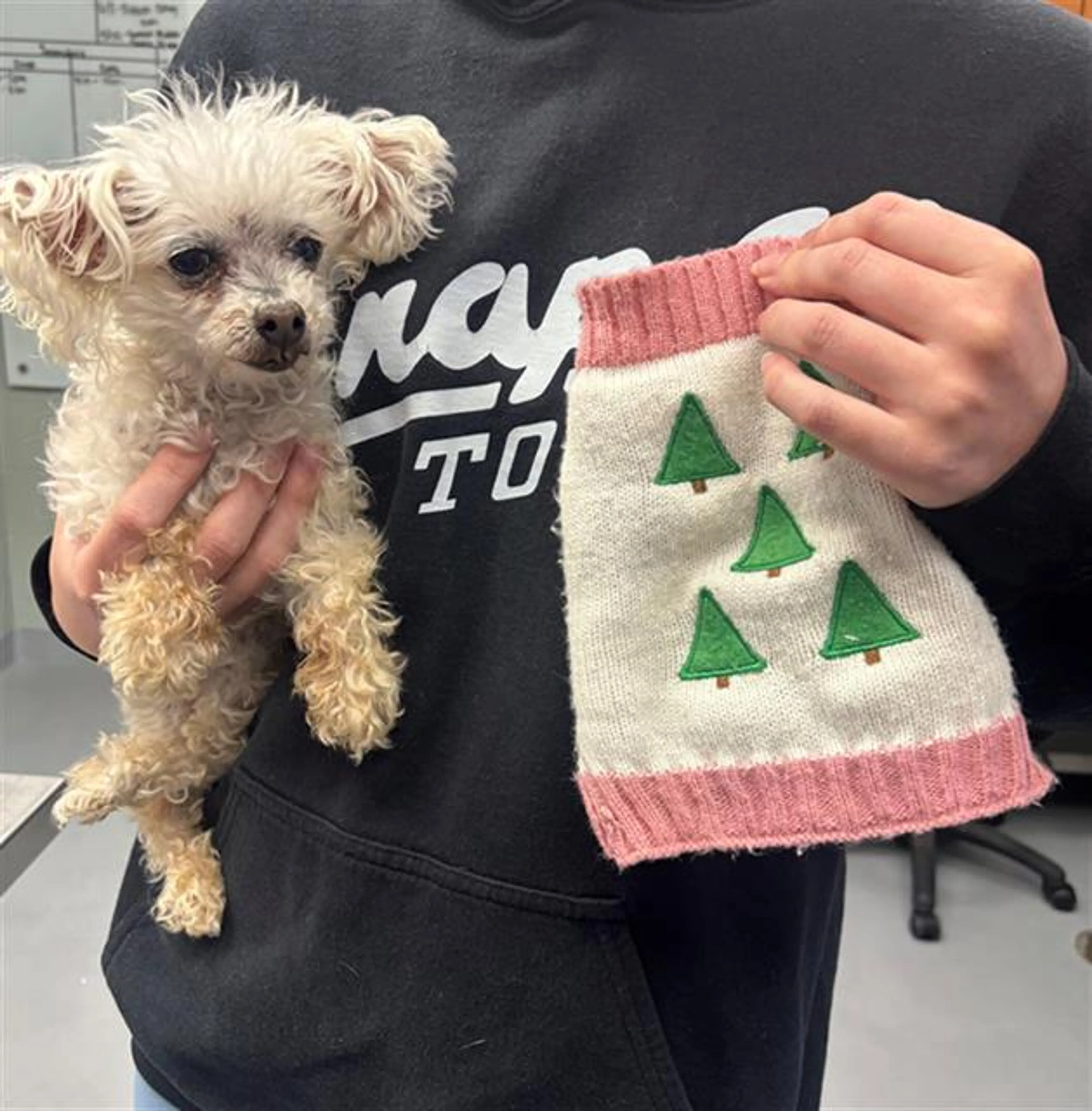 Found pet