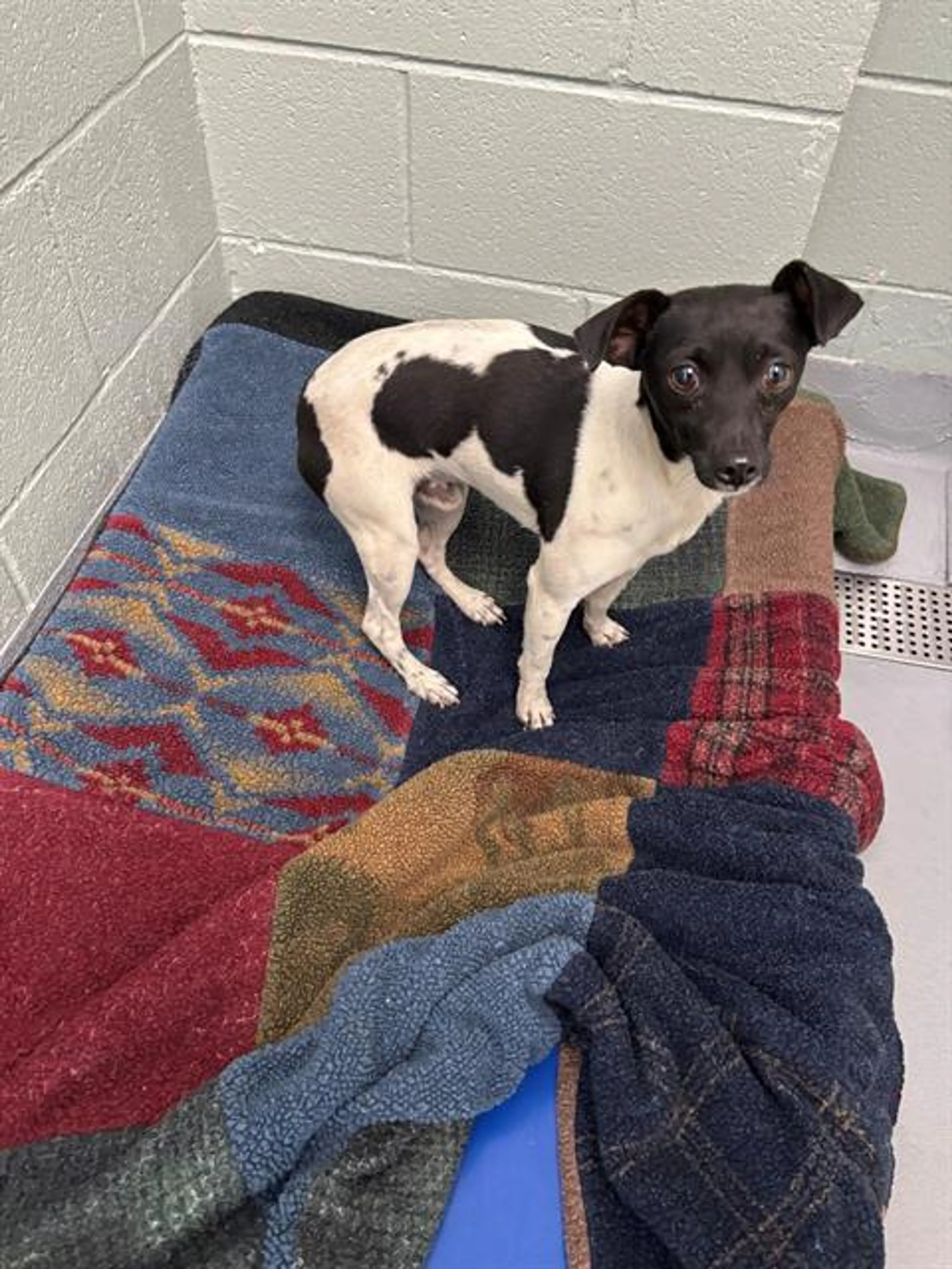 Found pet