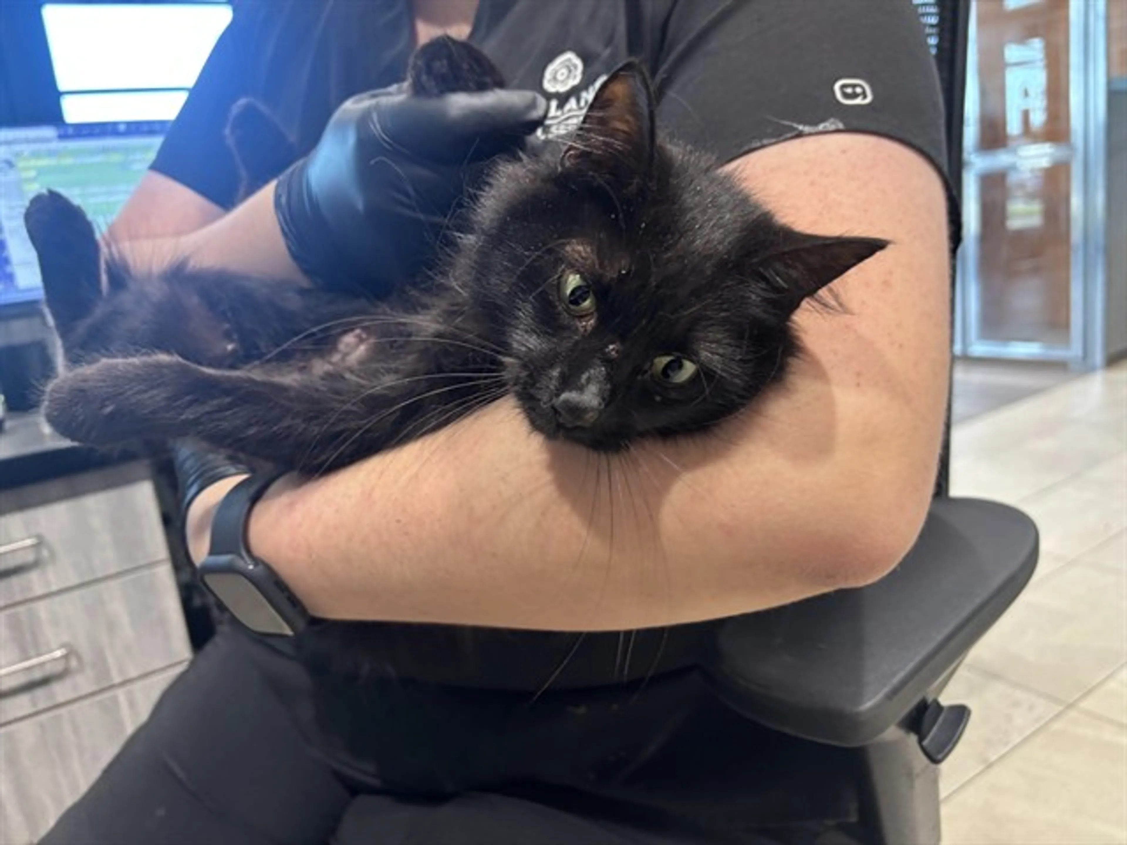 Found pet