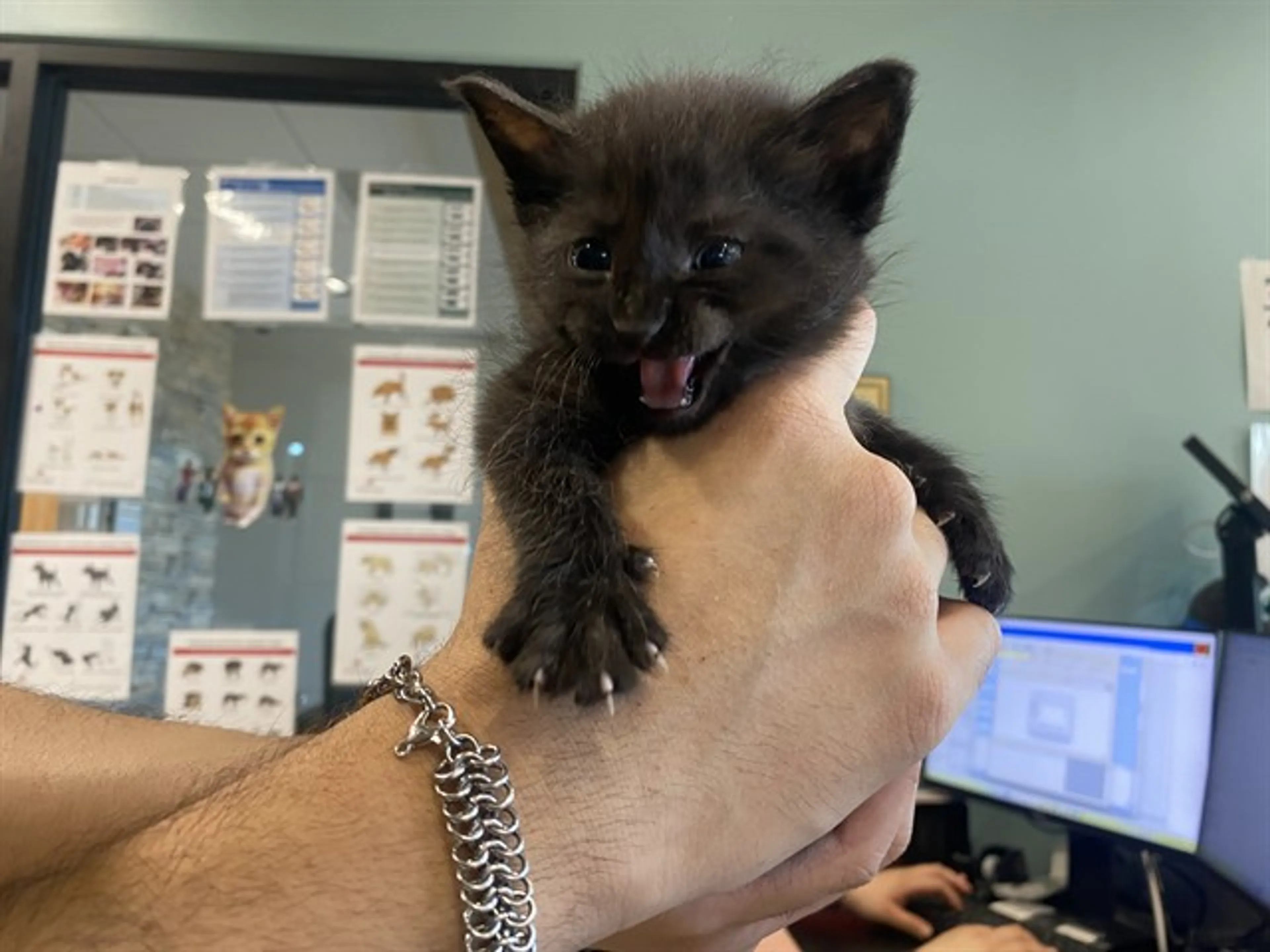Found pet