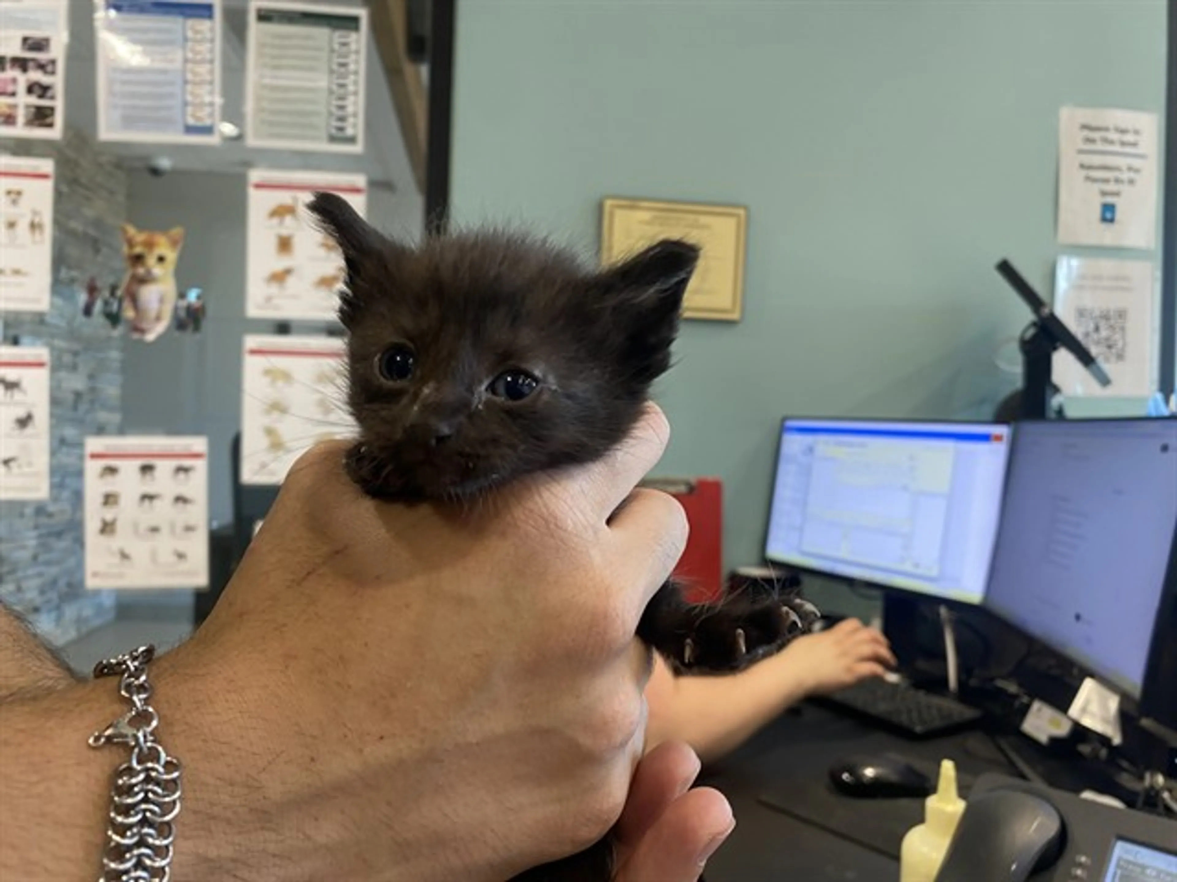 Found pet