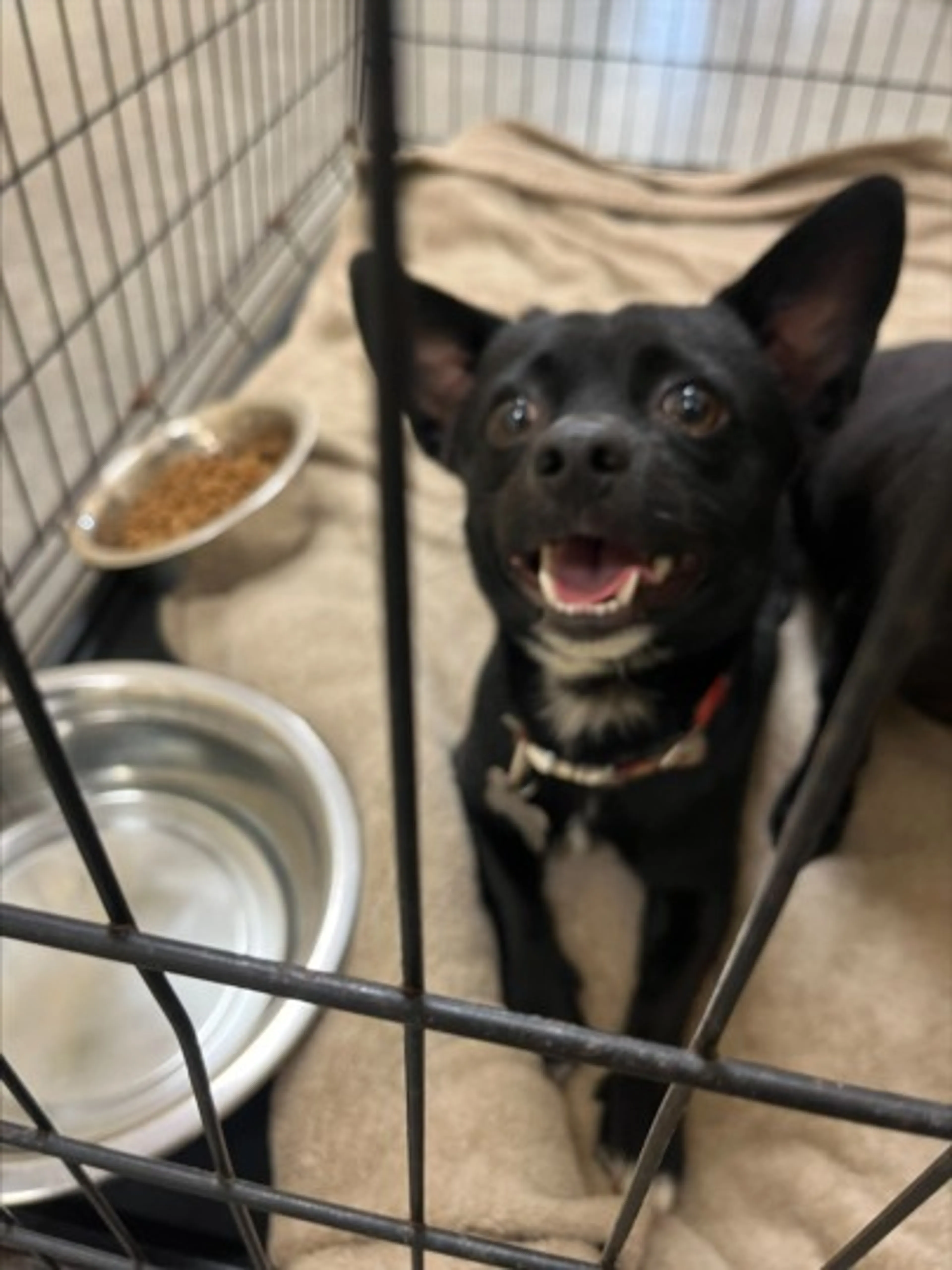 Found pet