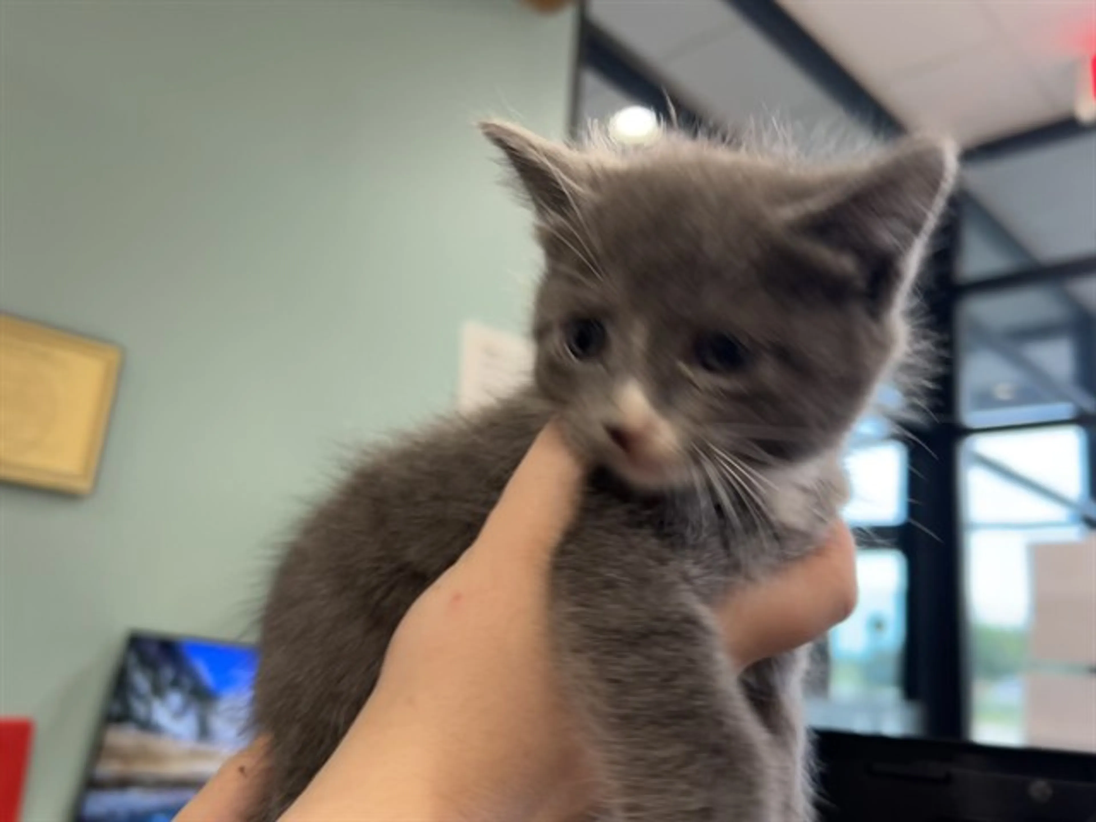 Found pet