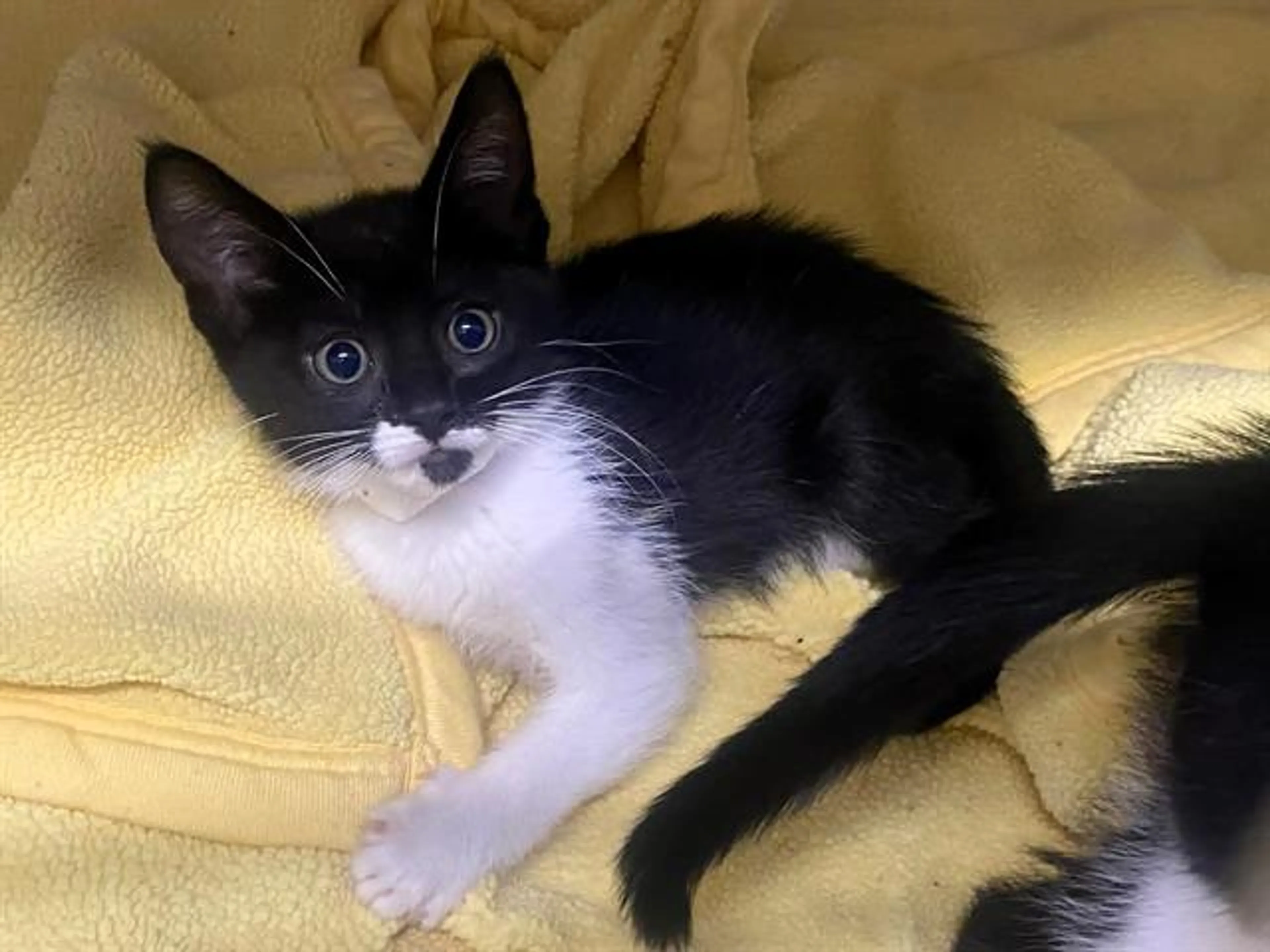 Found pet