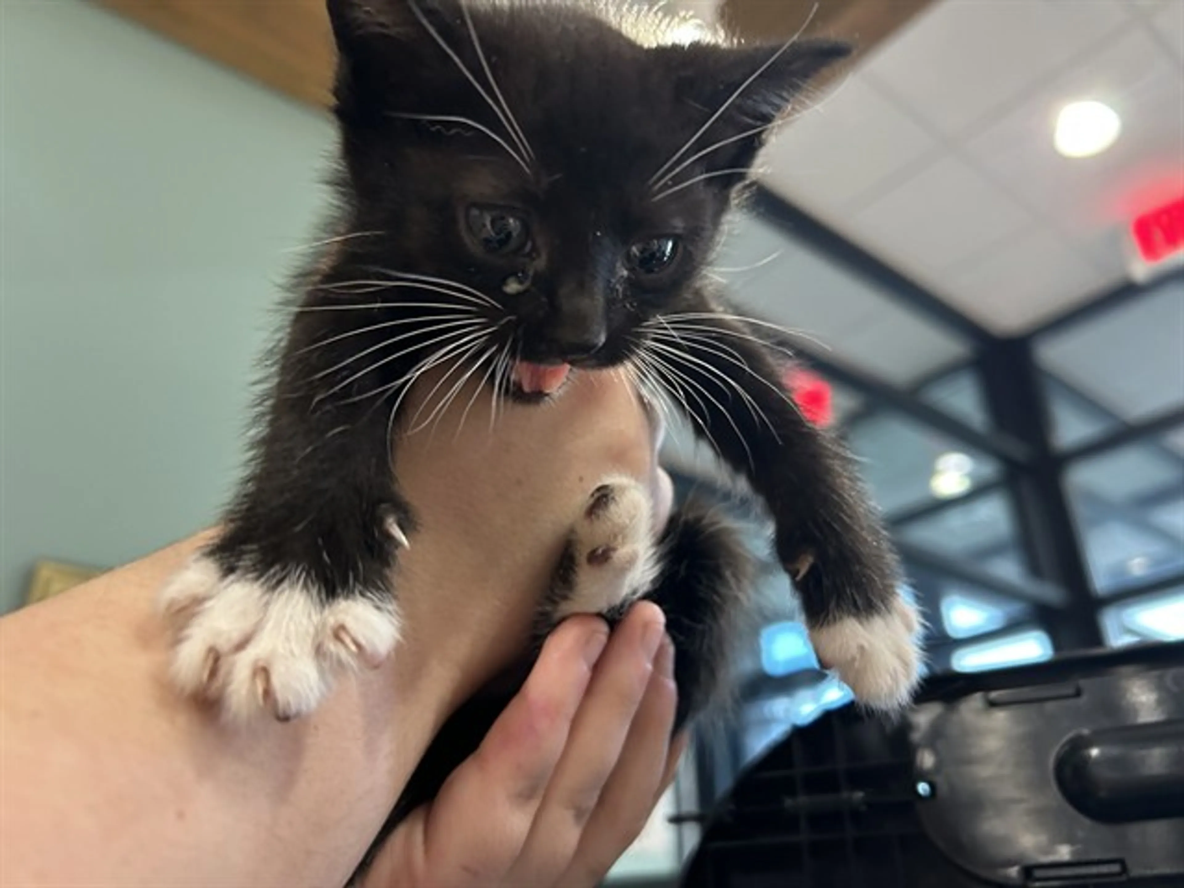 Found pet
