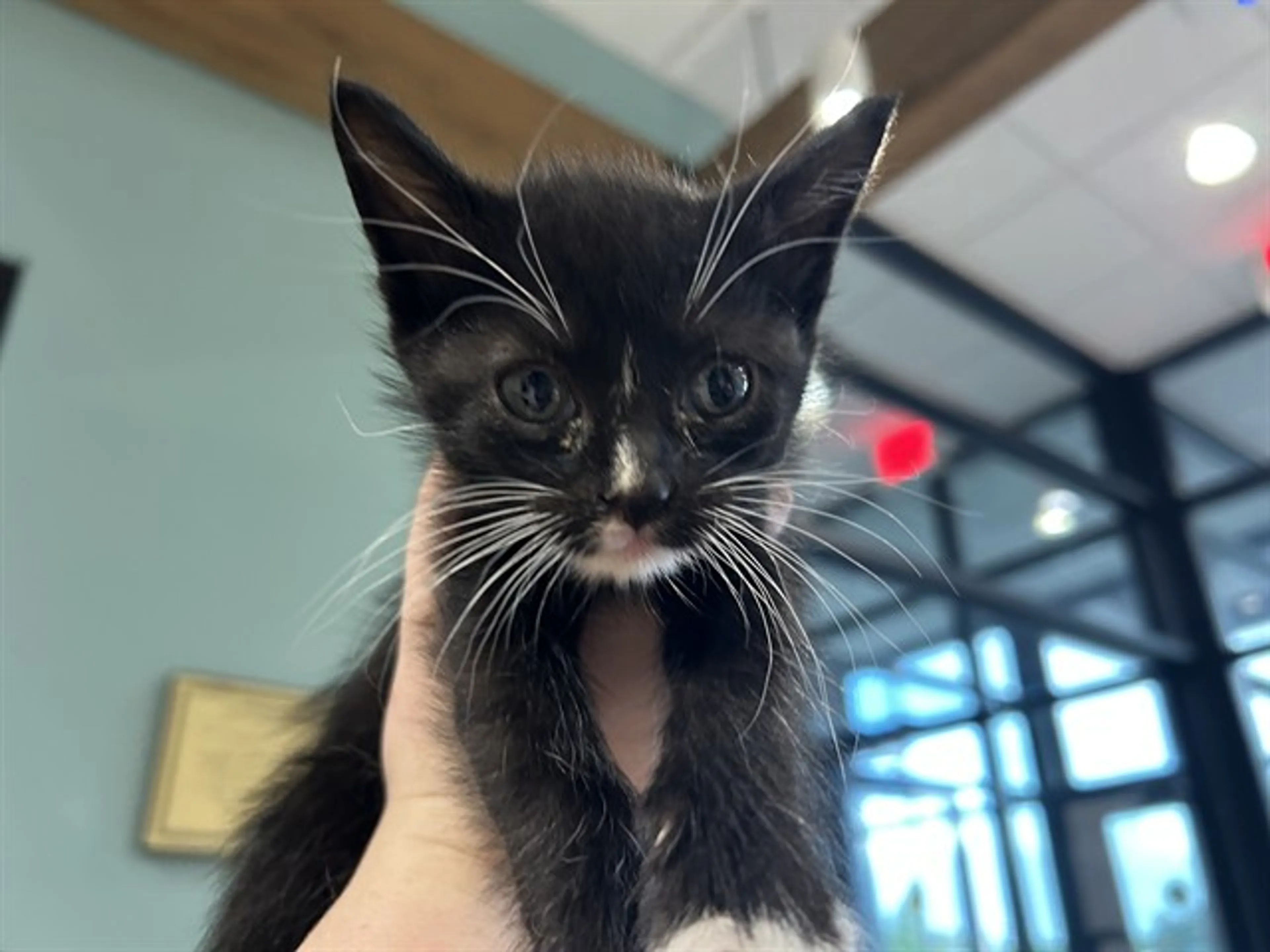 Found pet