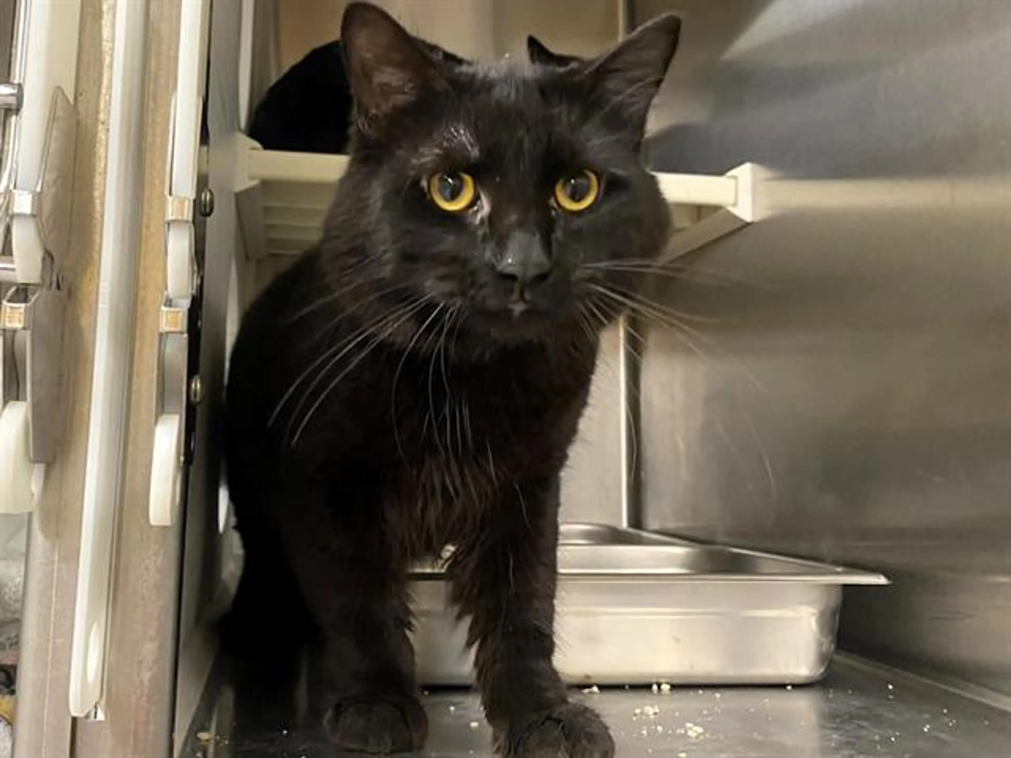 Found pet