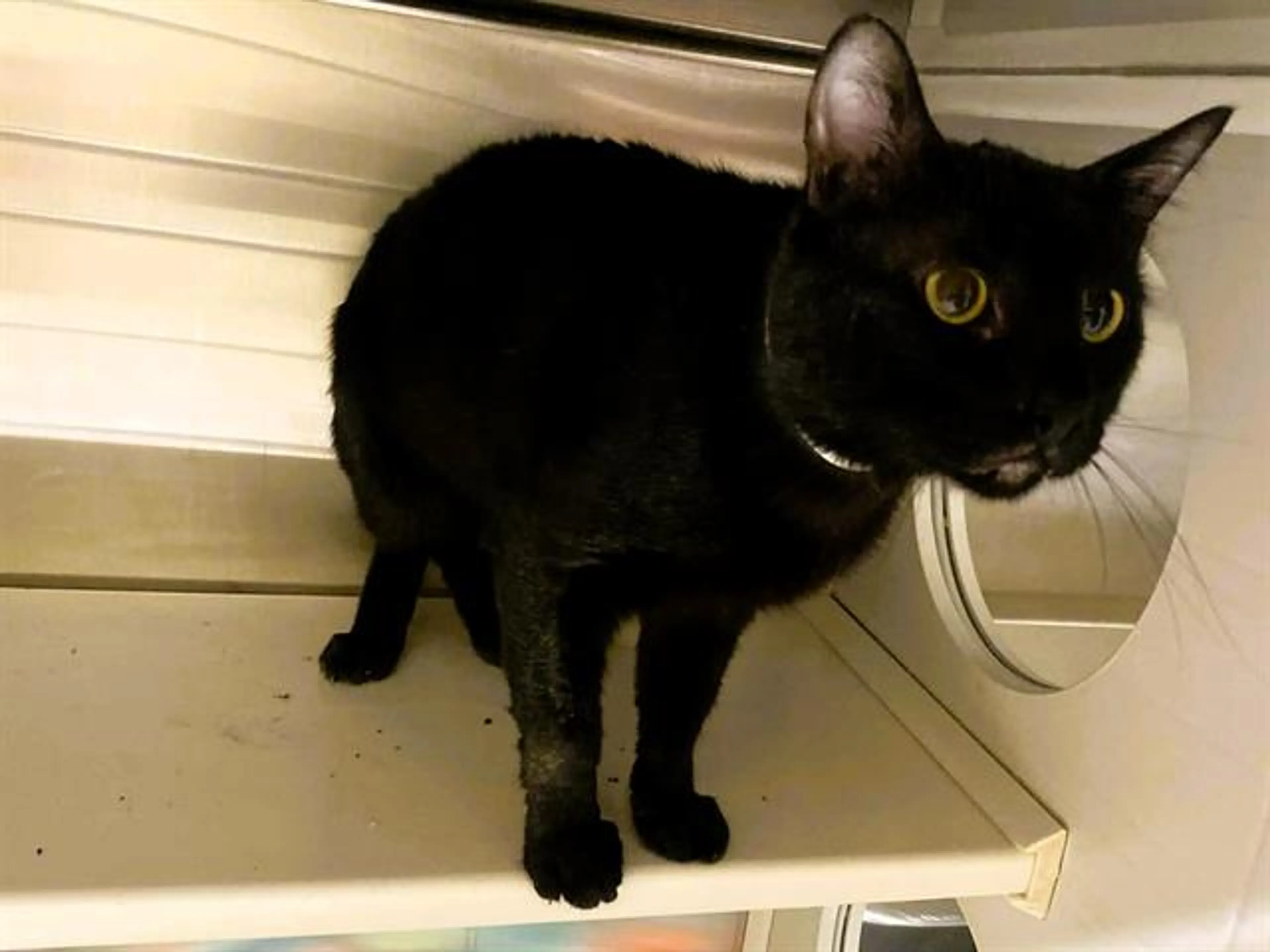 Found pet