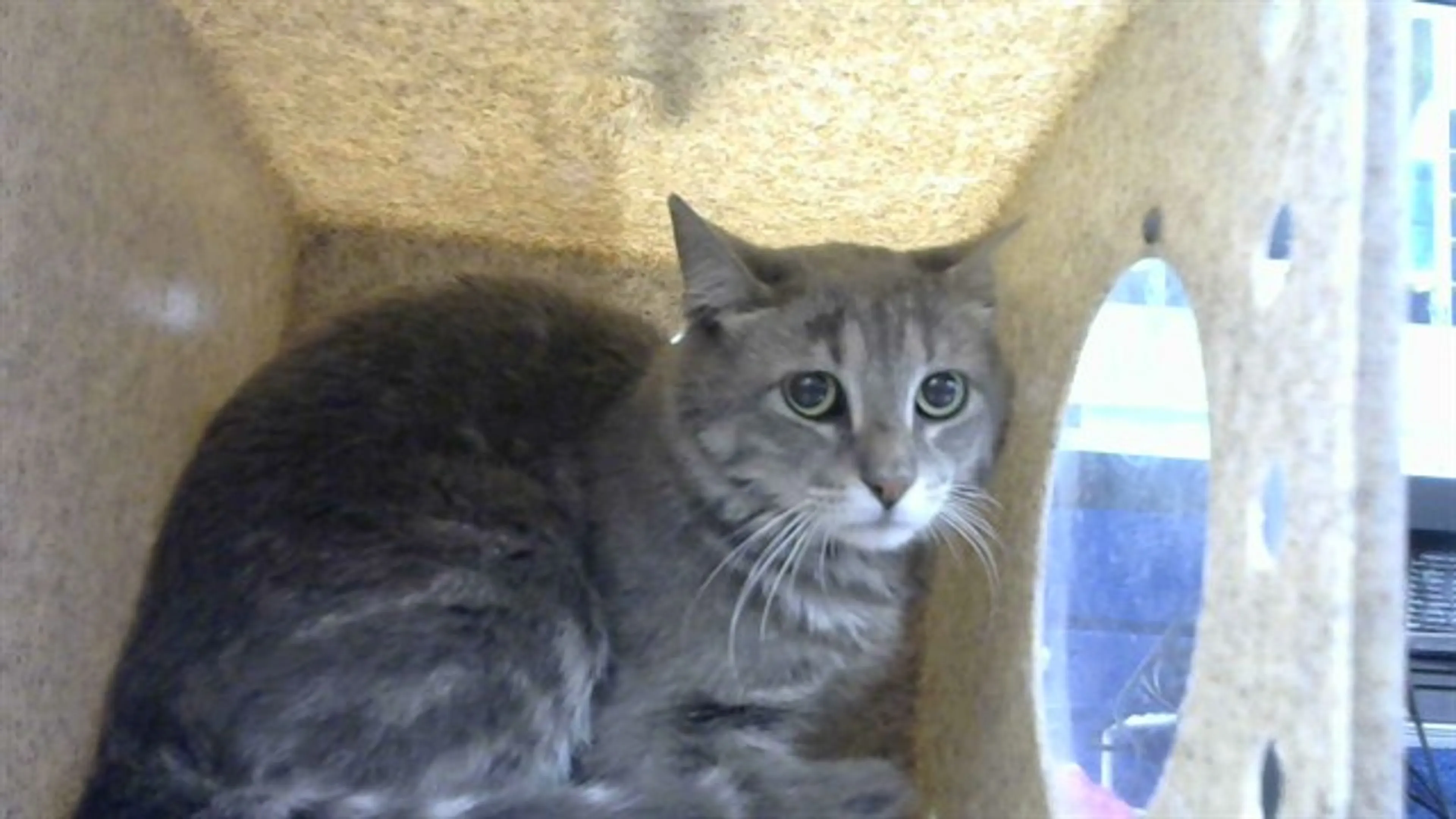 Found pet