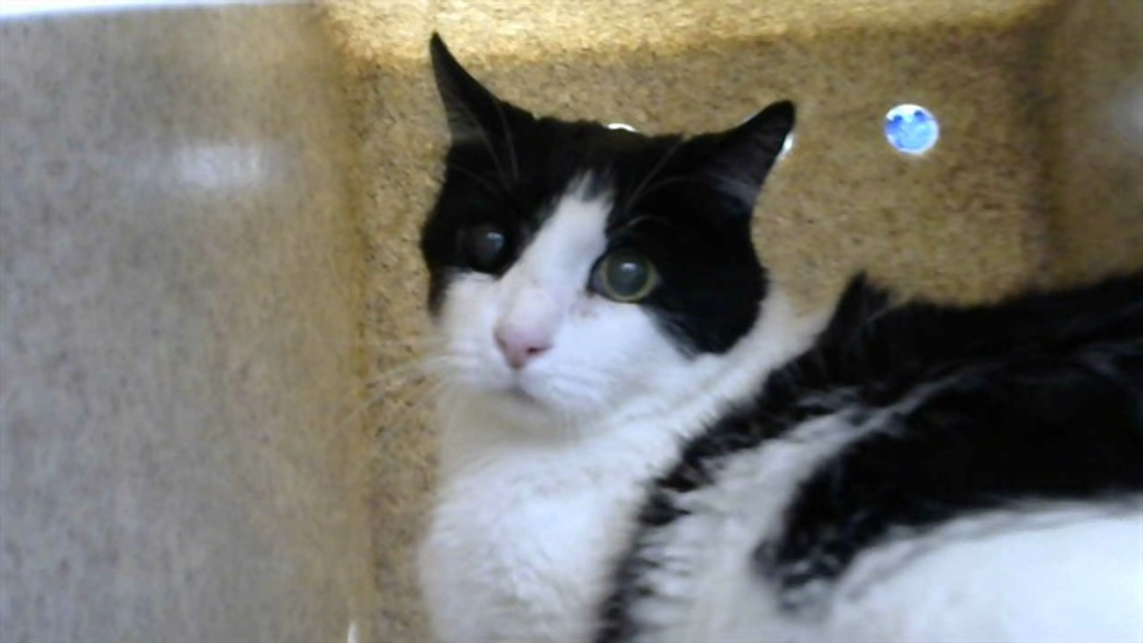 Found pet