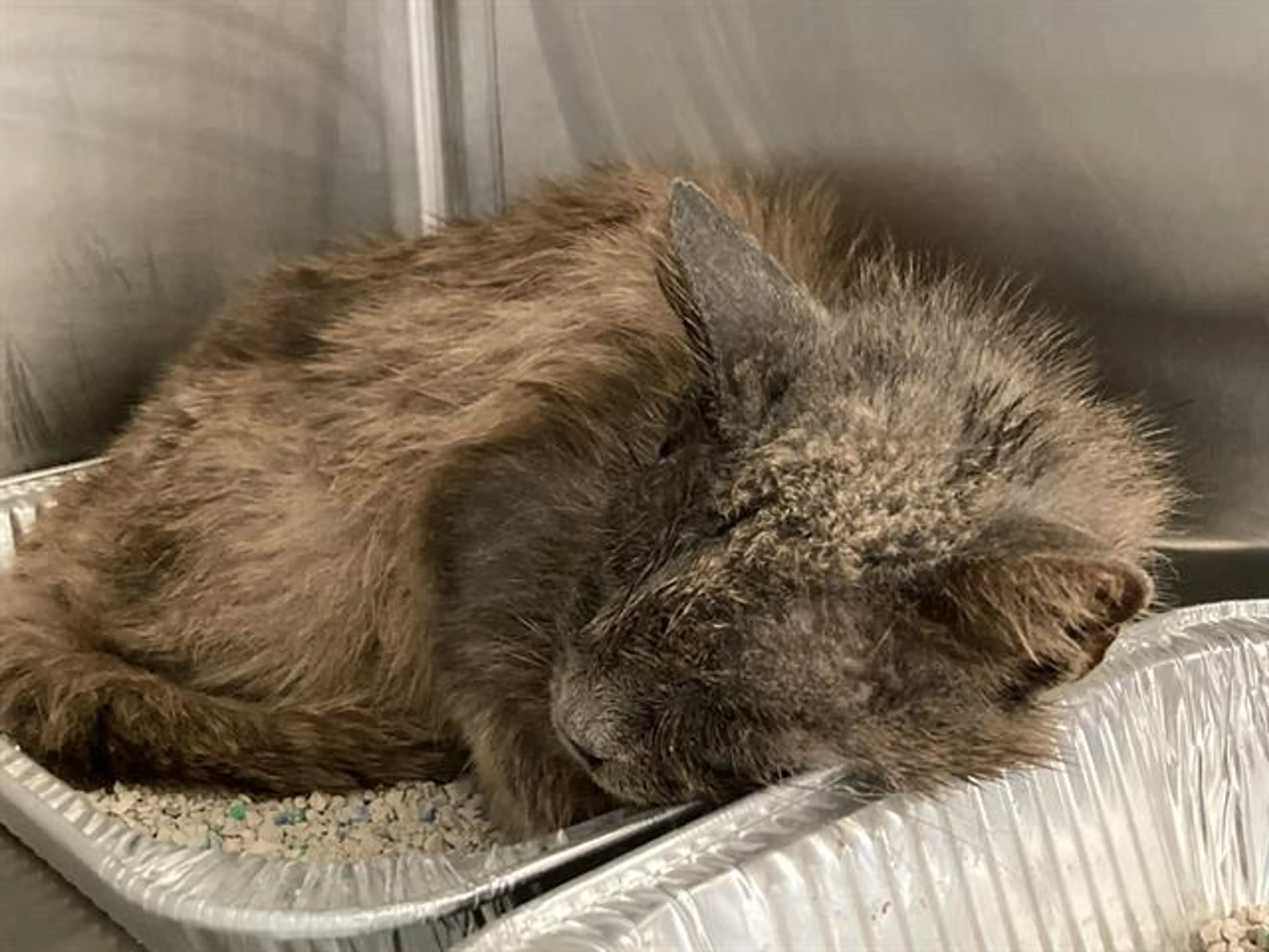 Found pet