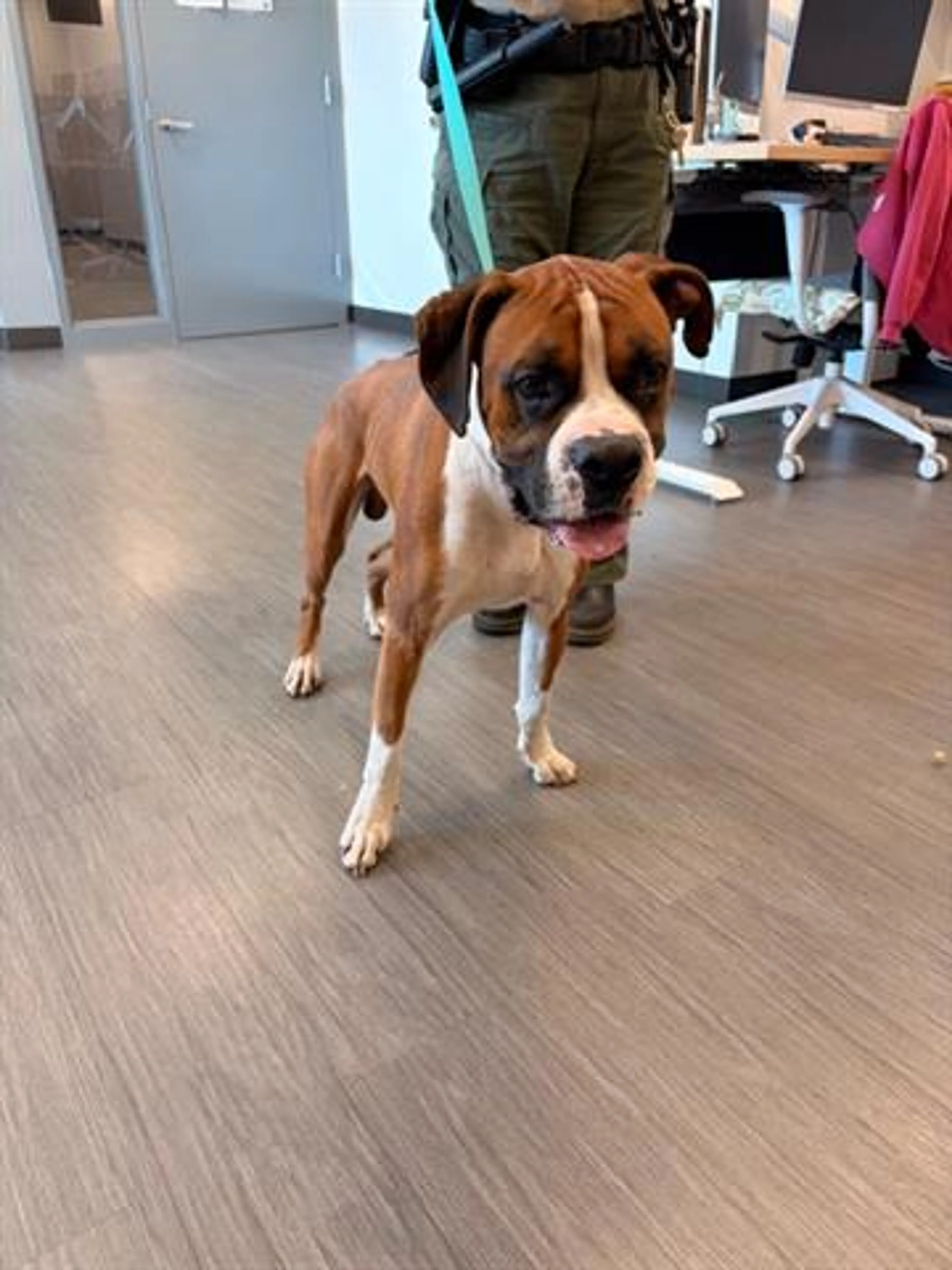 Found pet