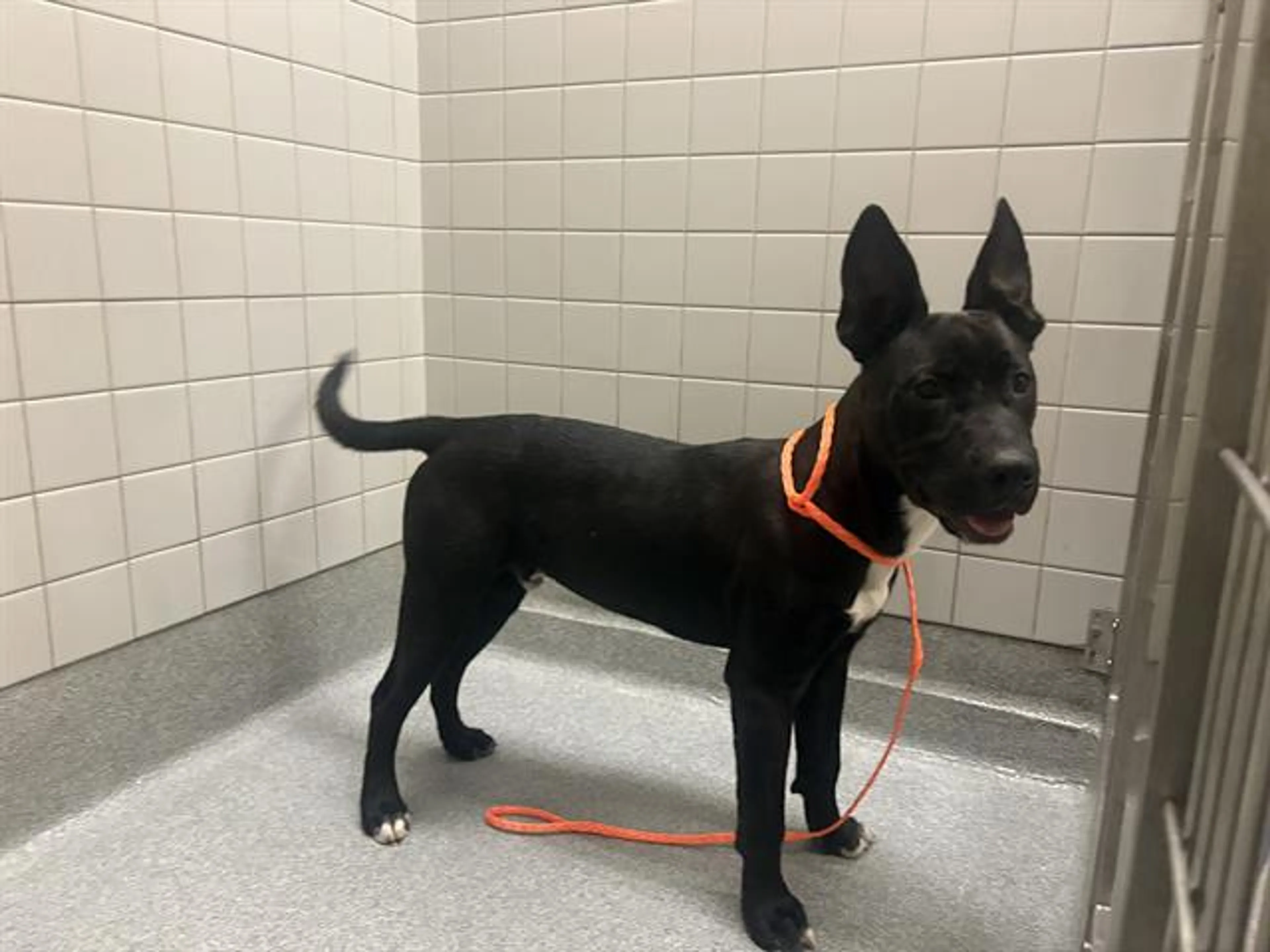 Found pet