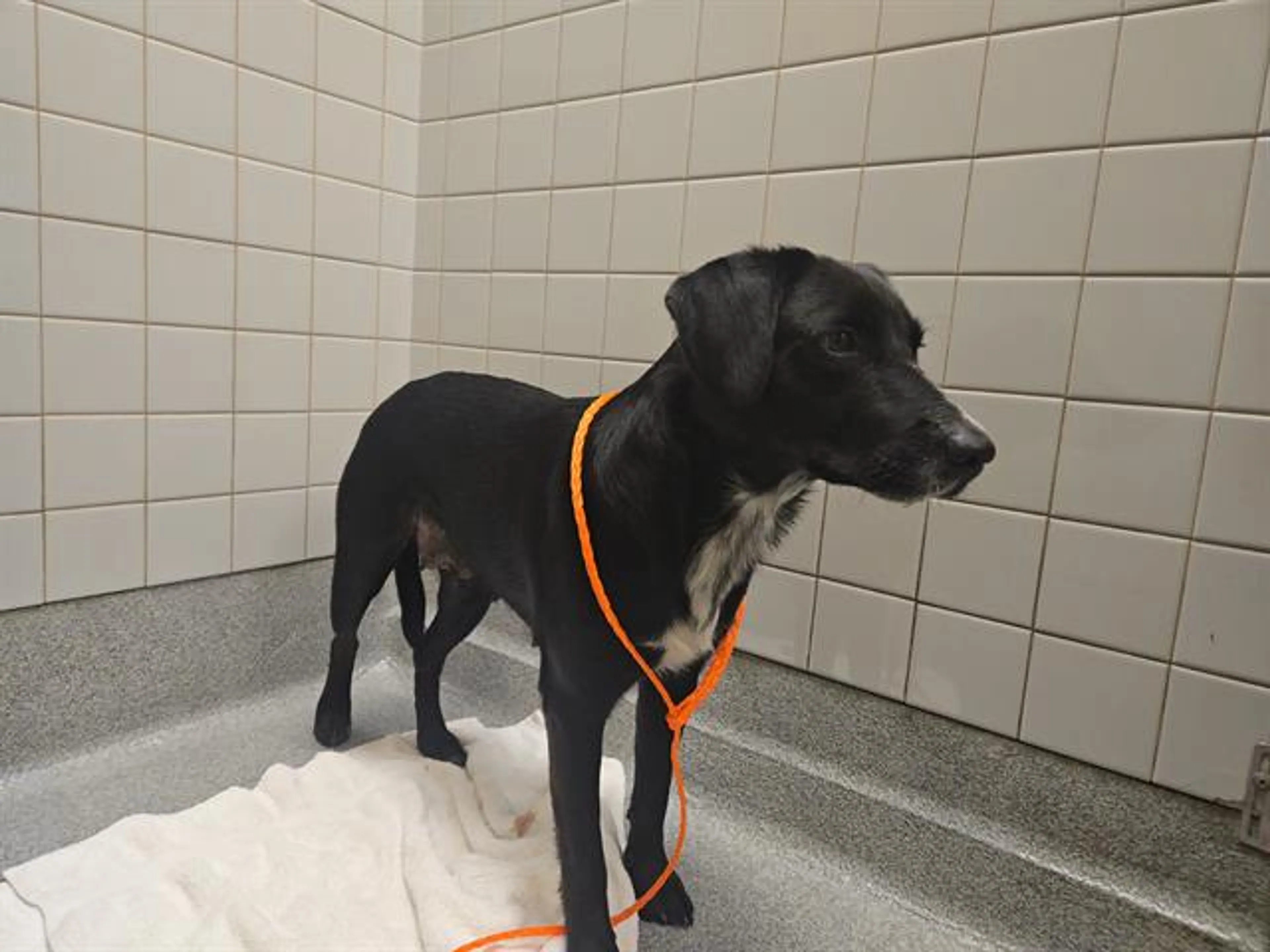 Found pet