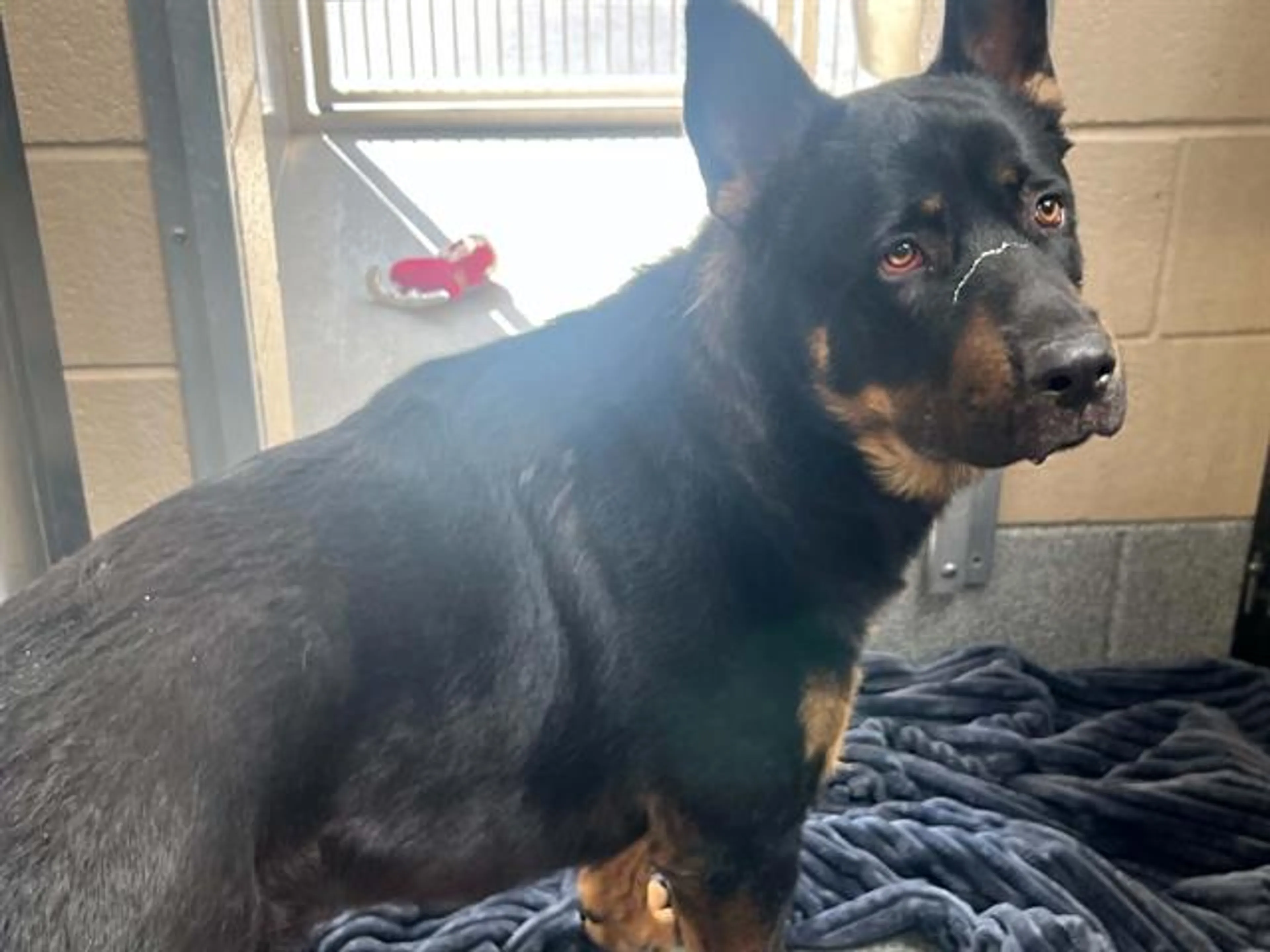 Found pet
