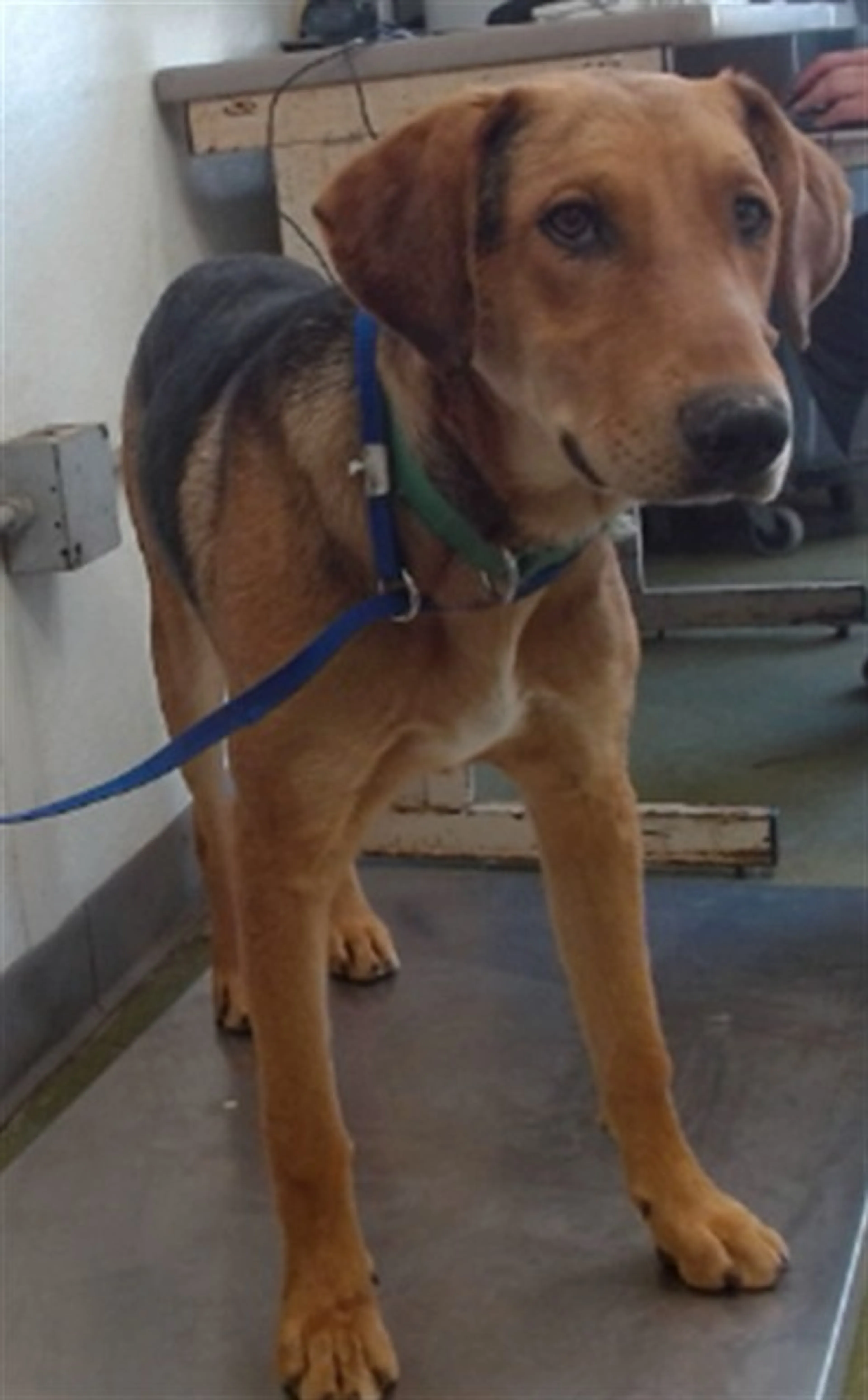 Found pet