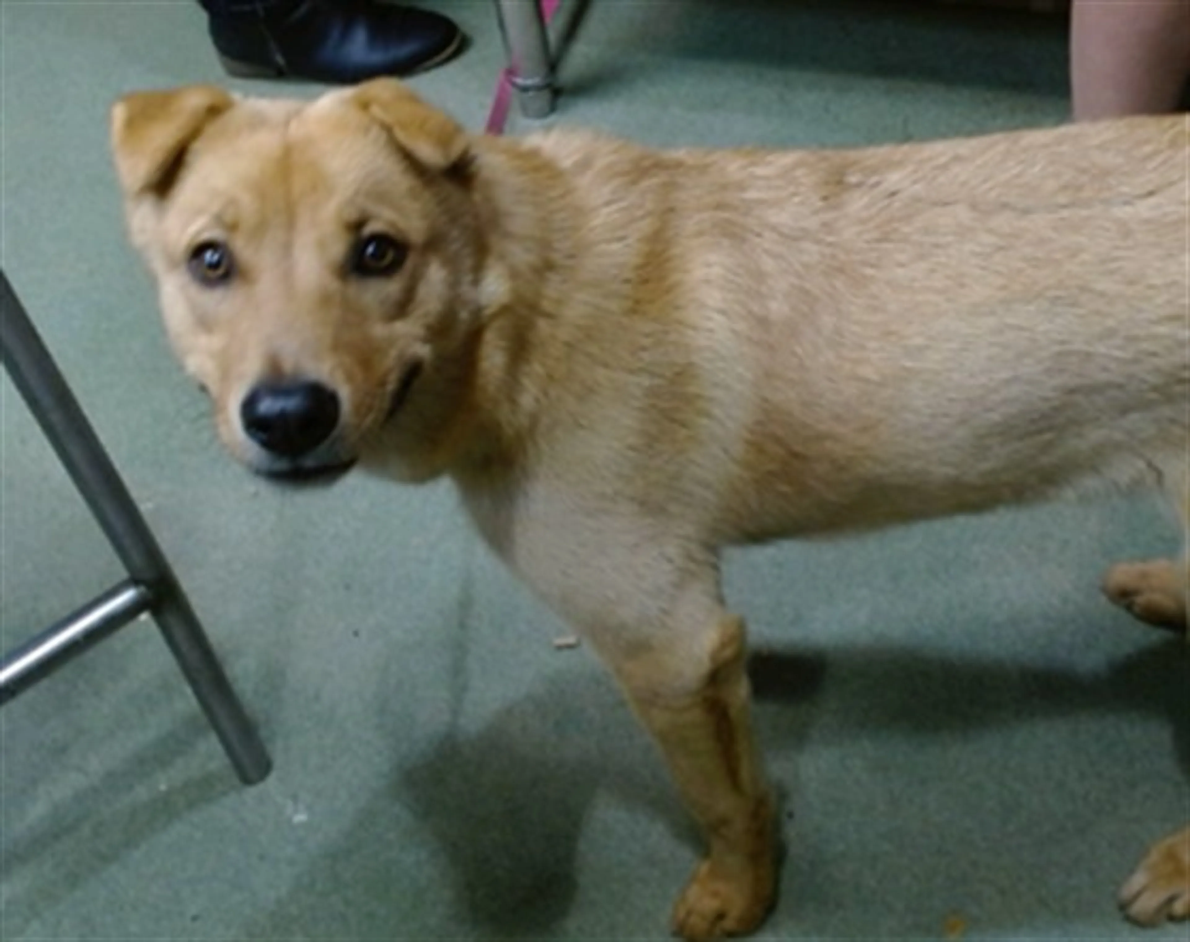 Found pet