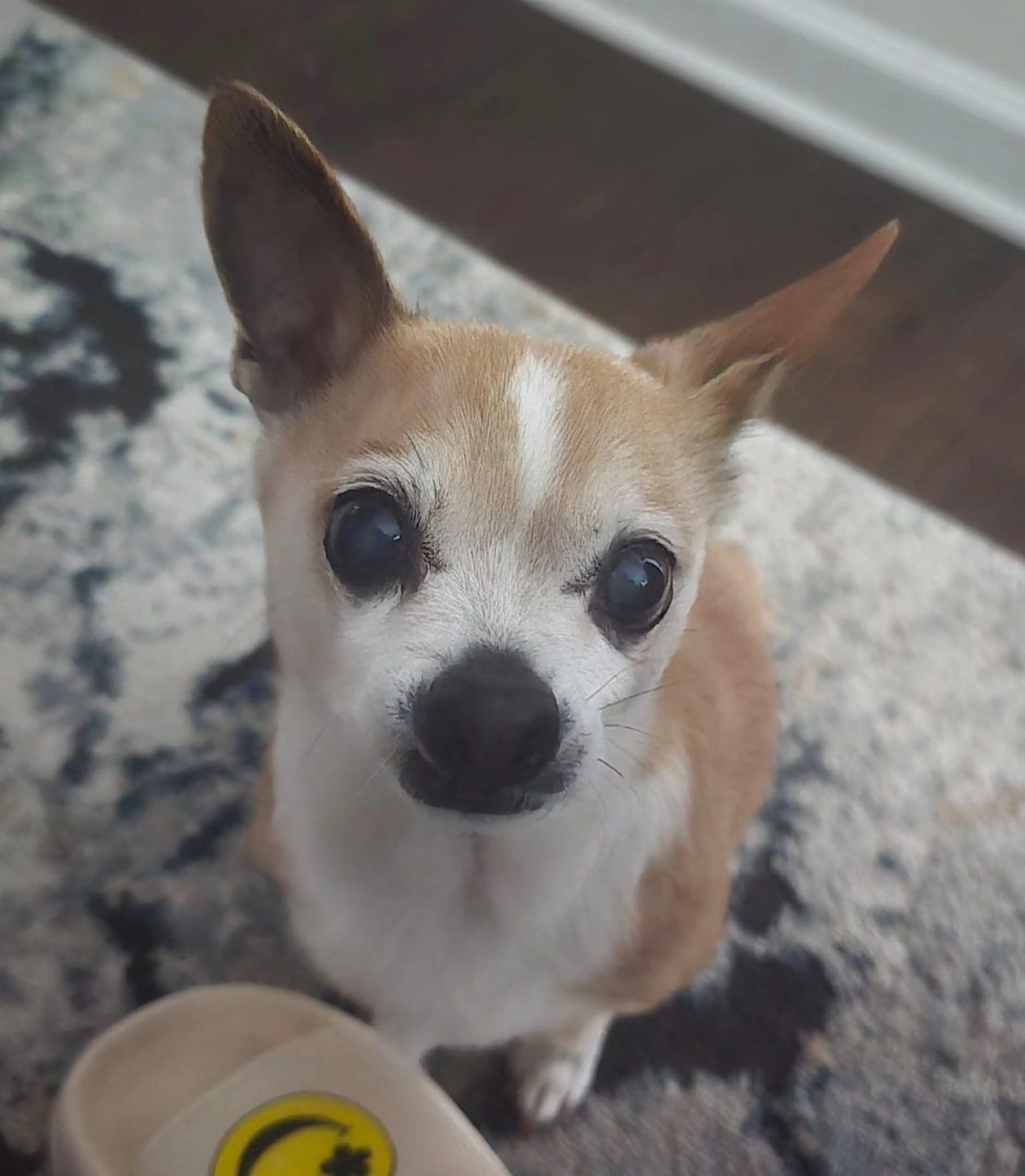 Lost pet