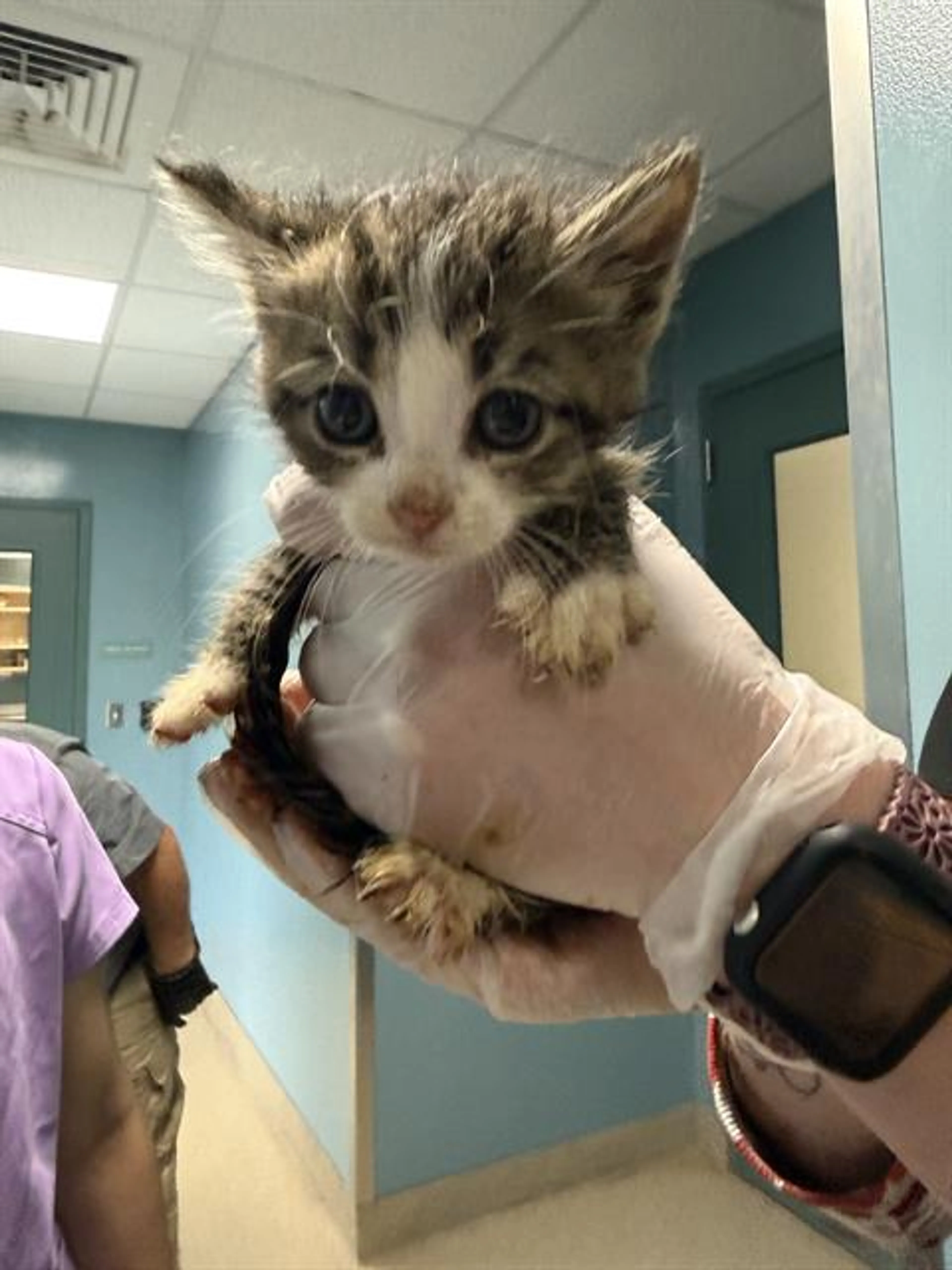 Found pet