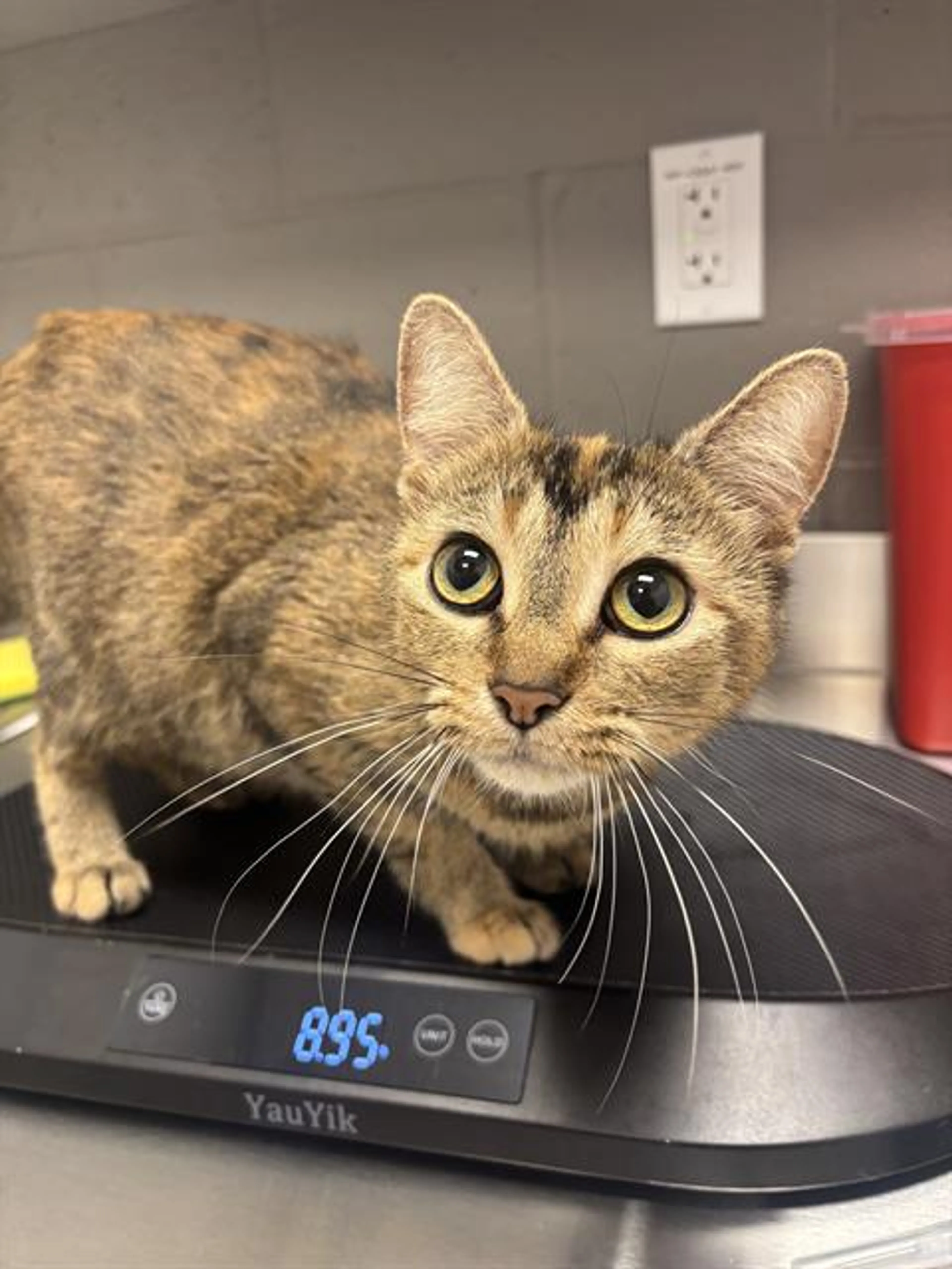 Found pet