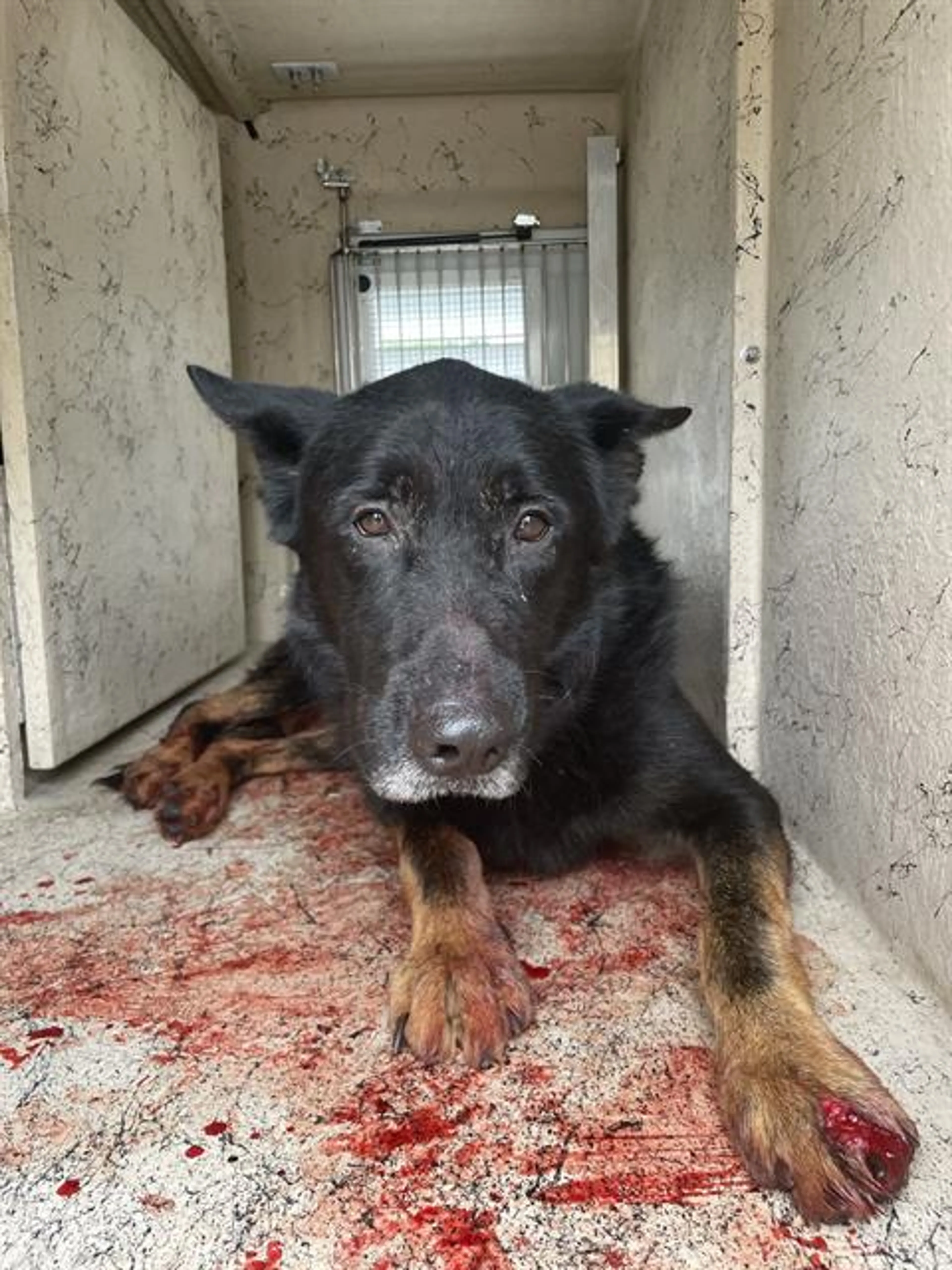 Found pet