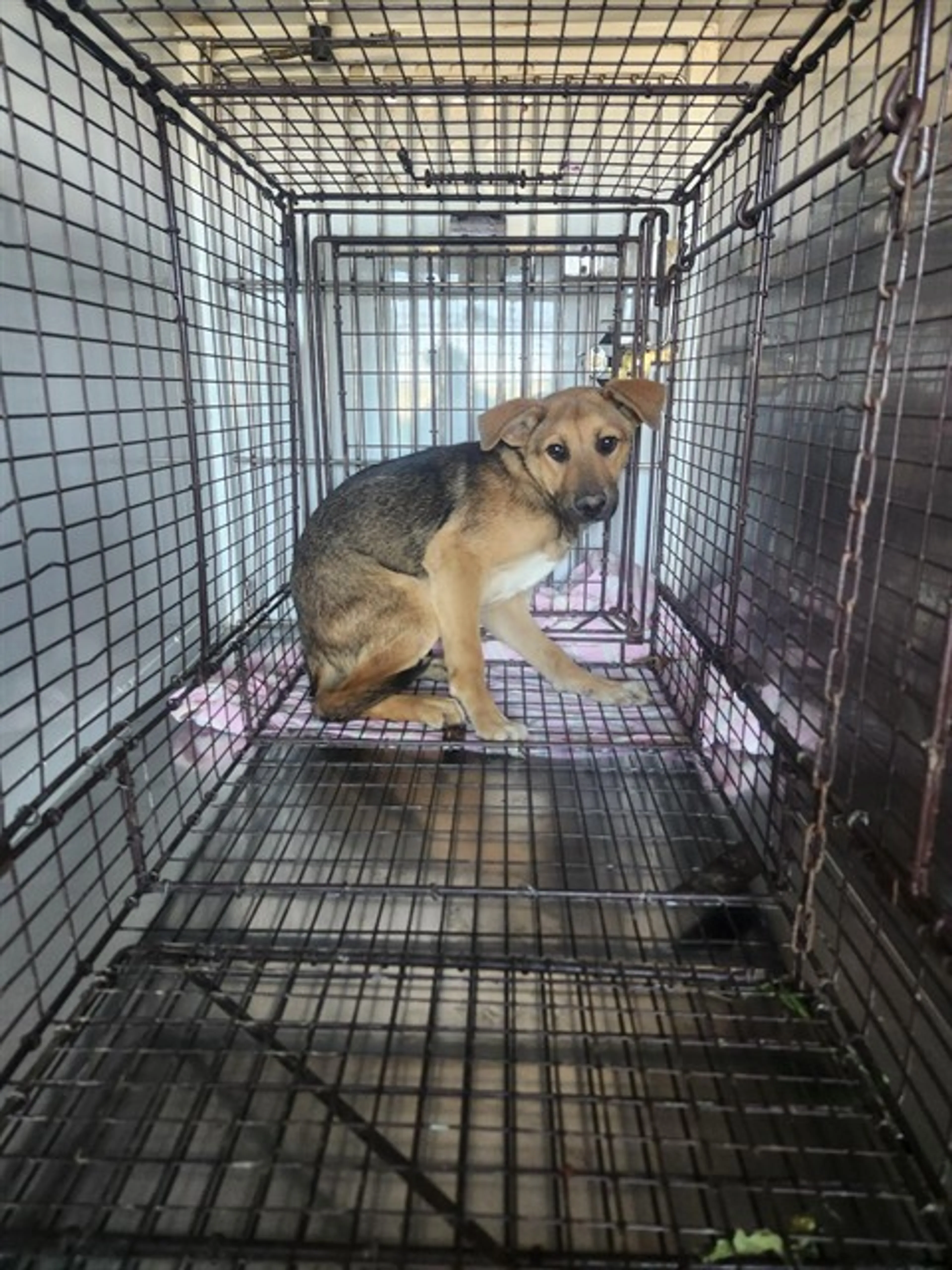 Found pet