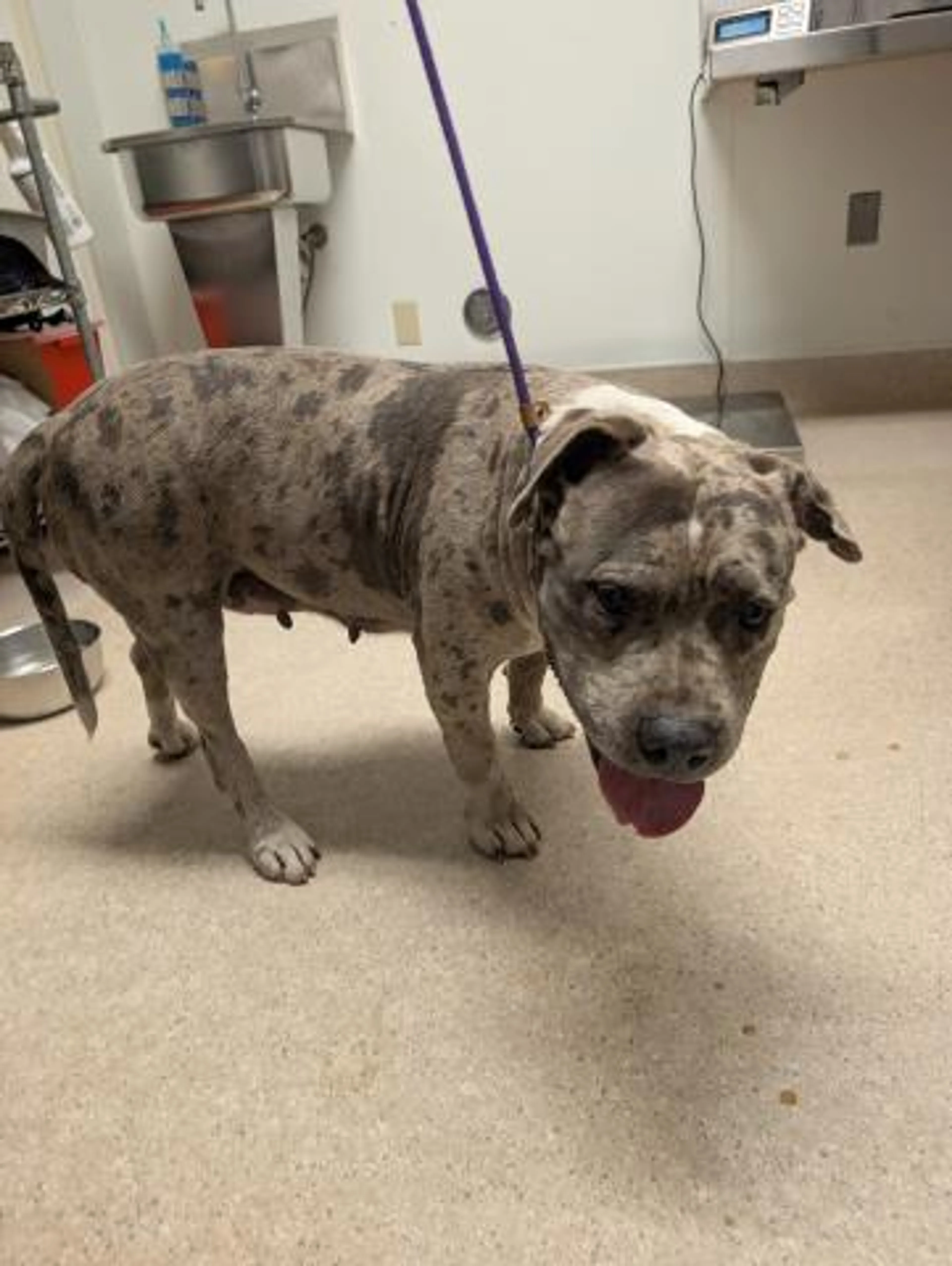 Found pet