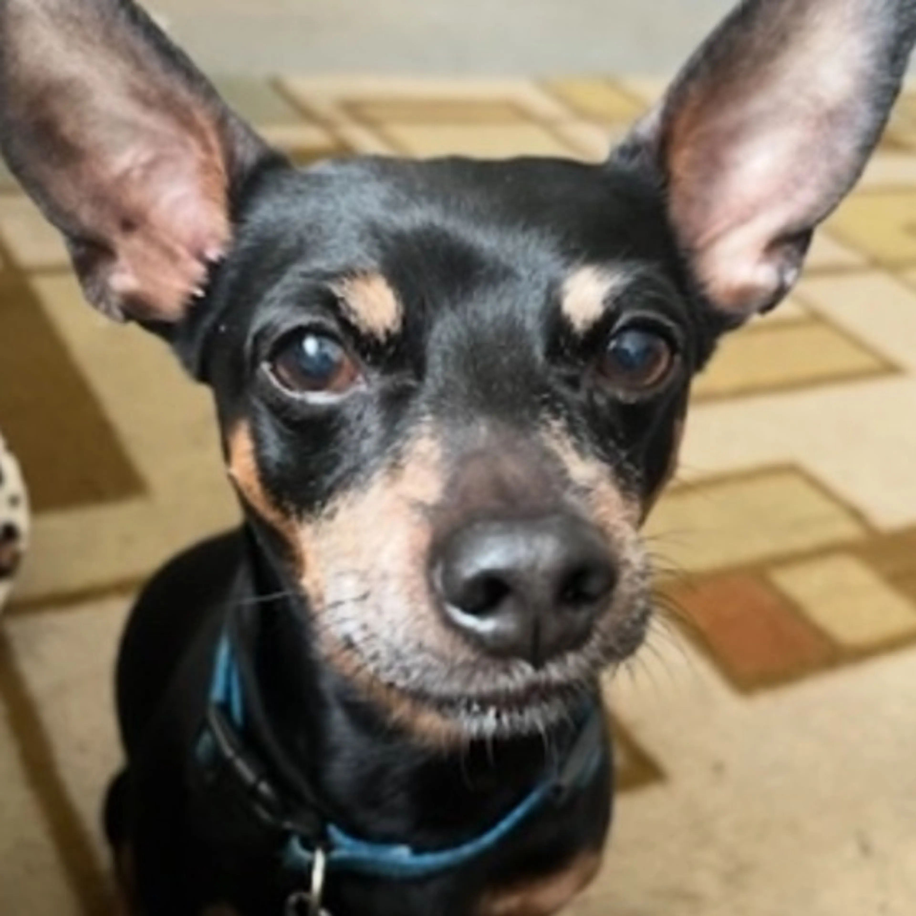 Lost pet-0