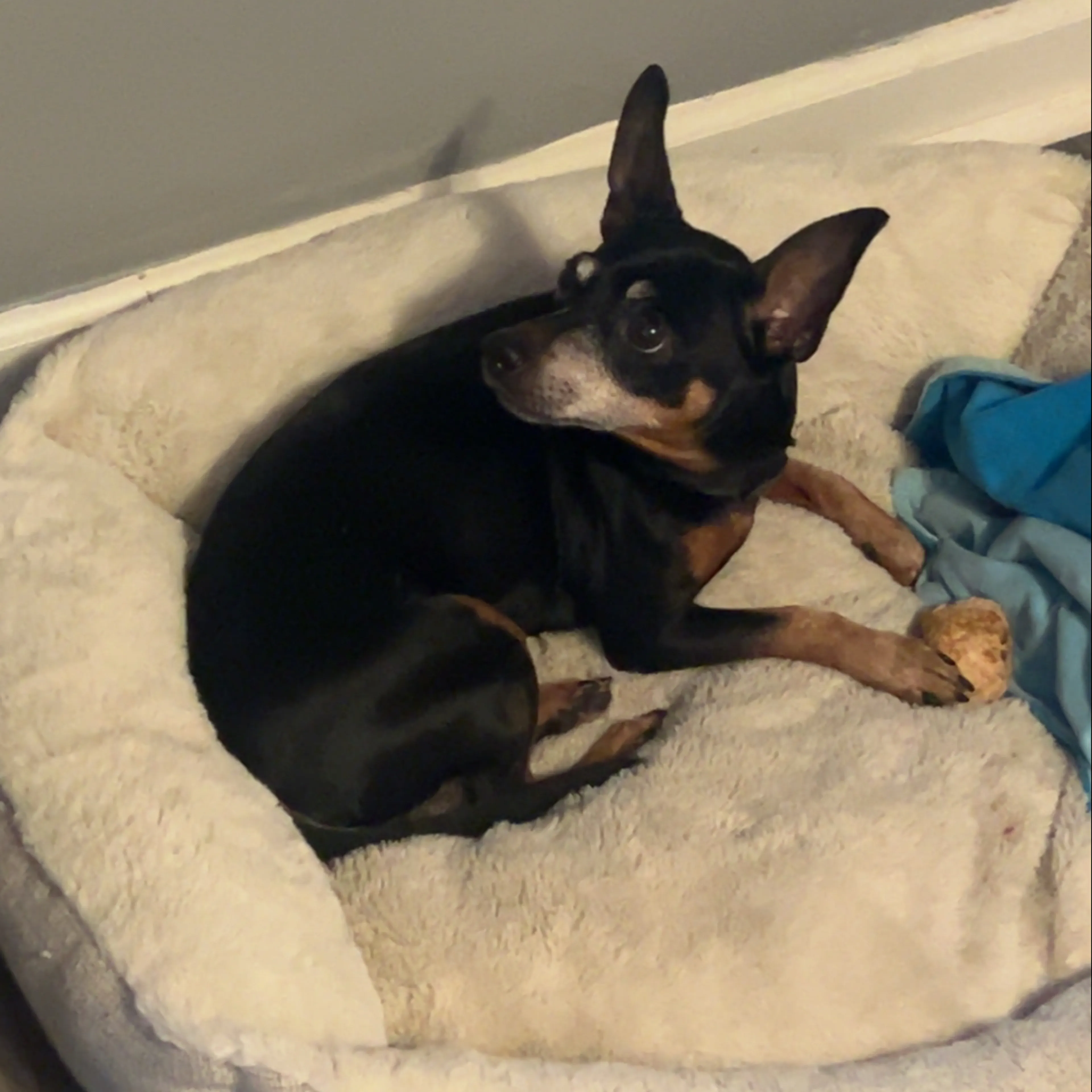 Lost pet-2