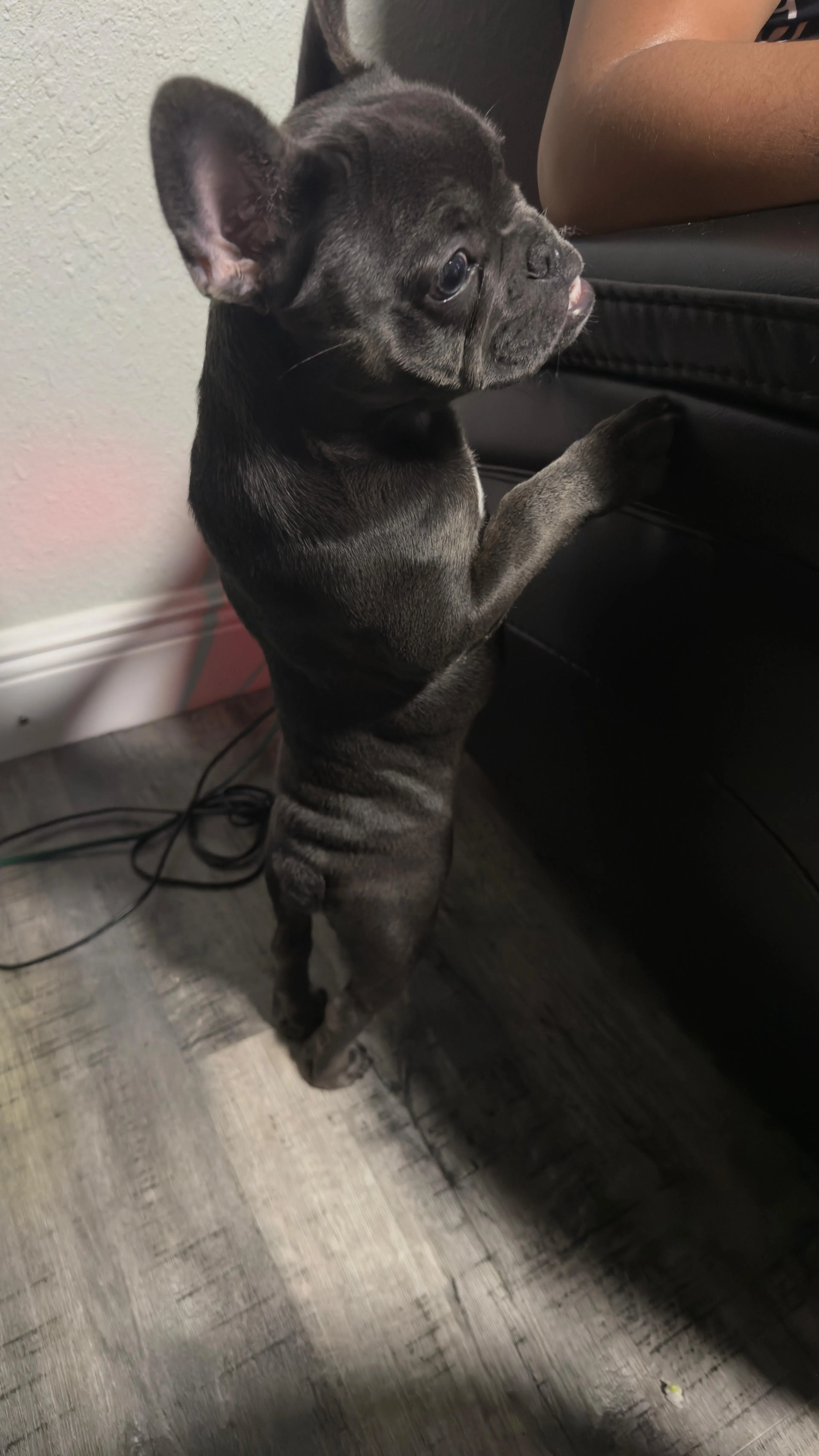 Lost pet-1