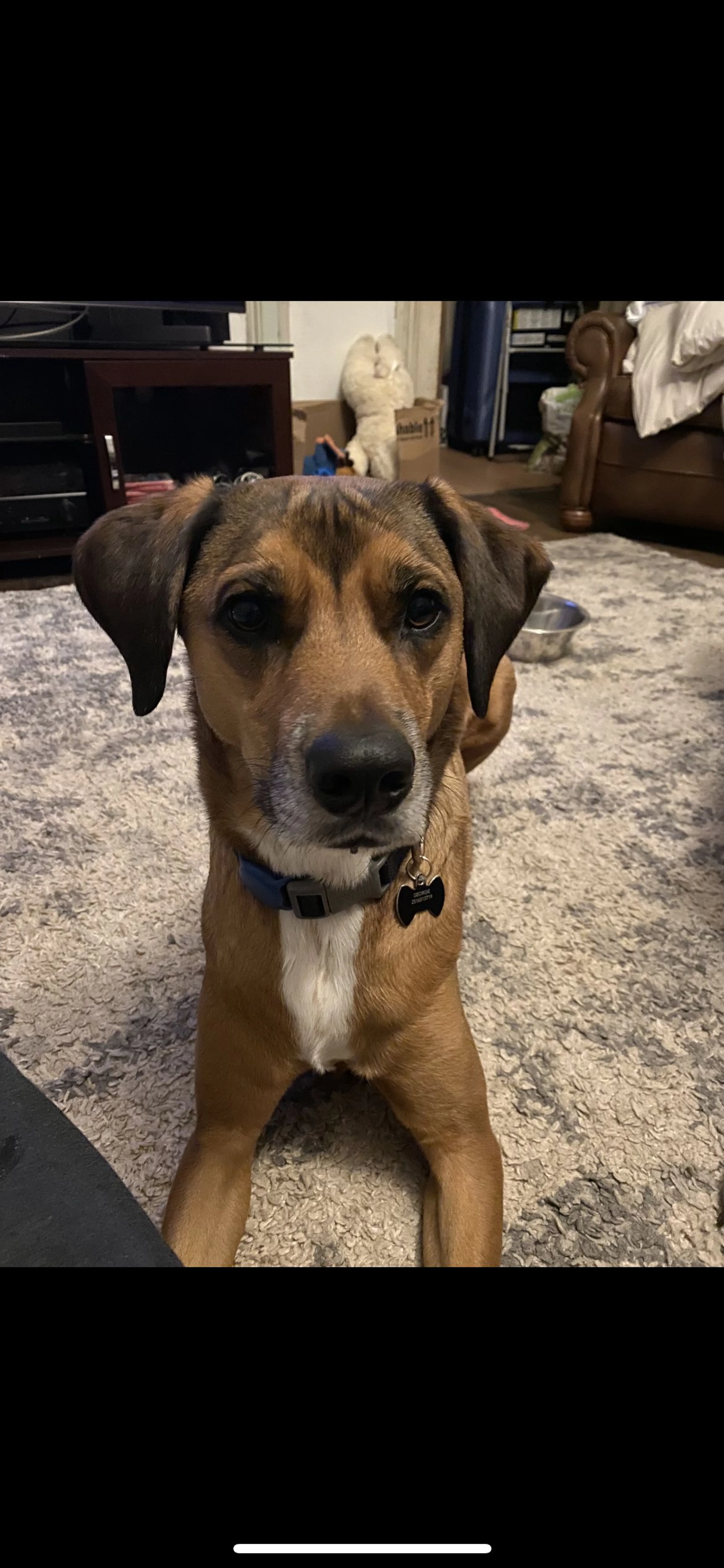 Lost pet