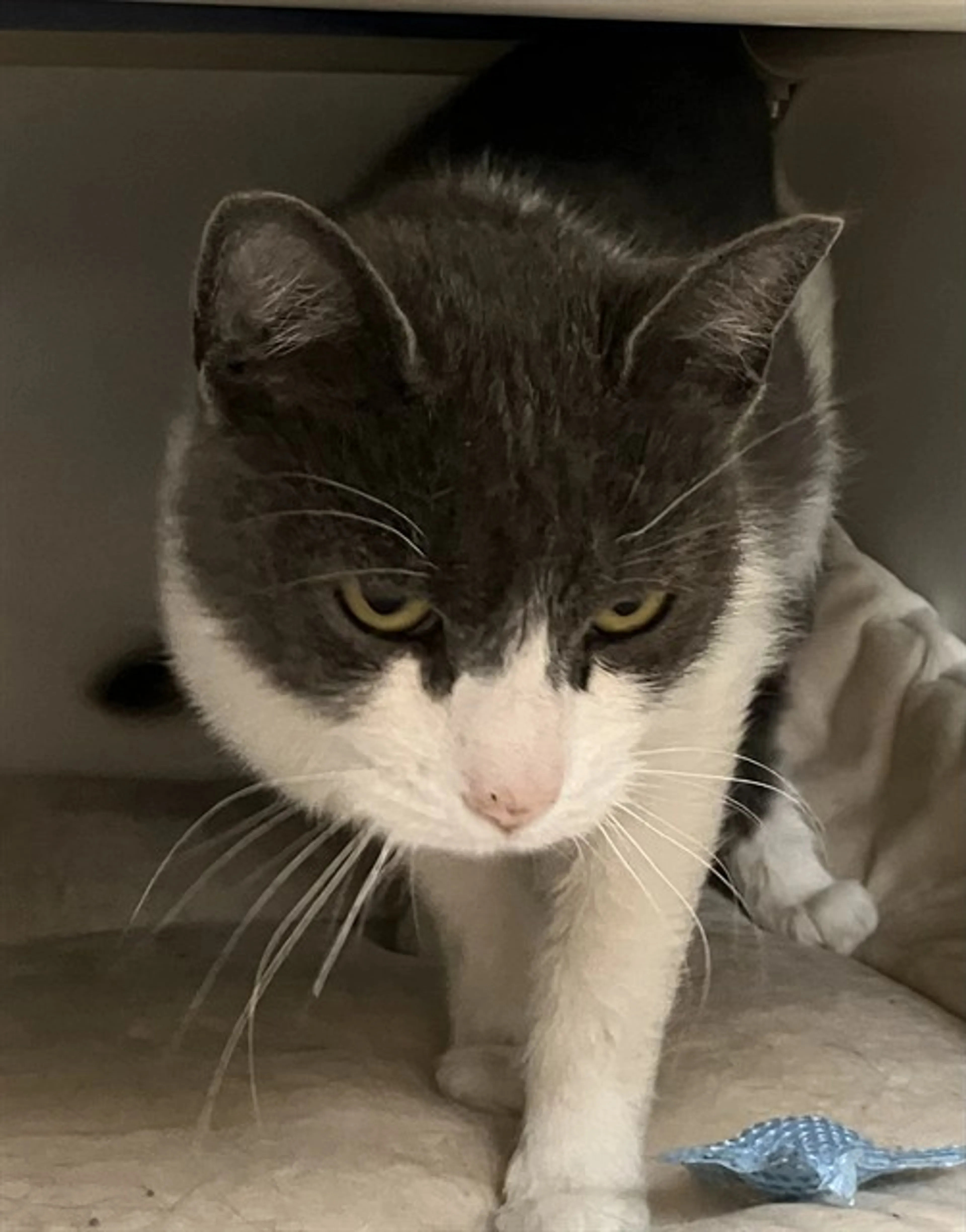 Found pet