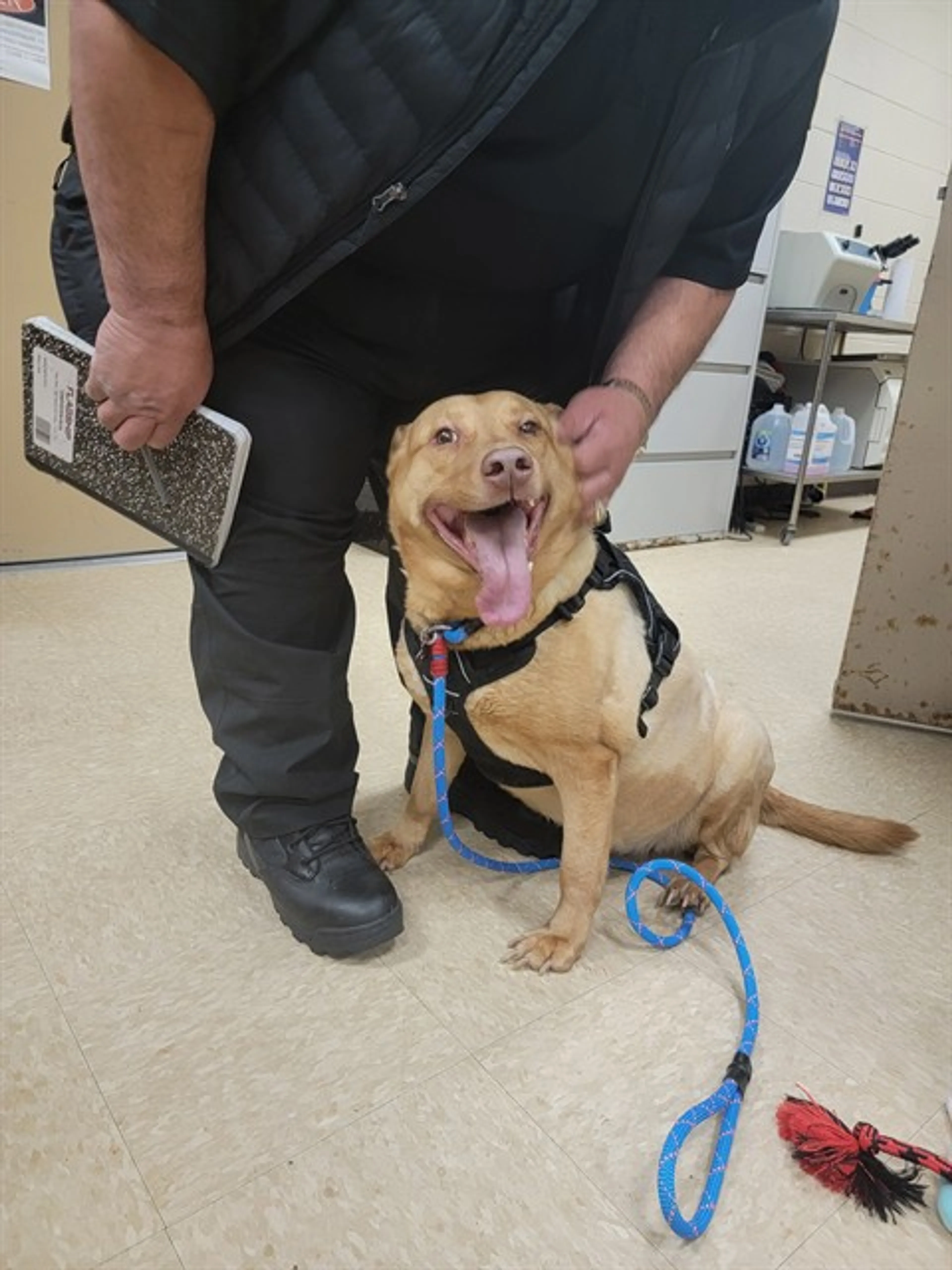 Found pet