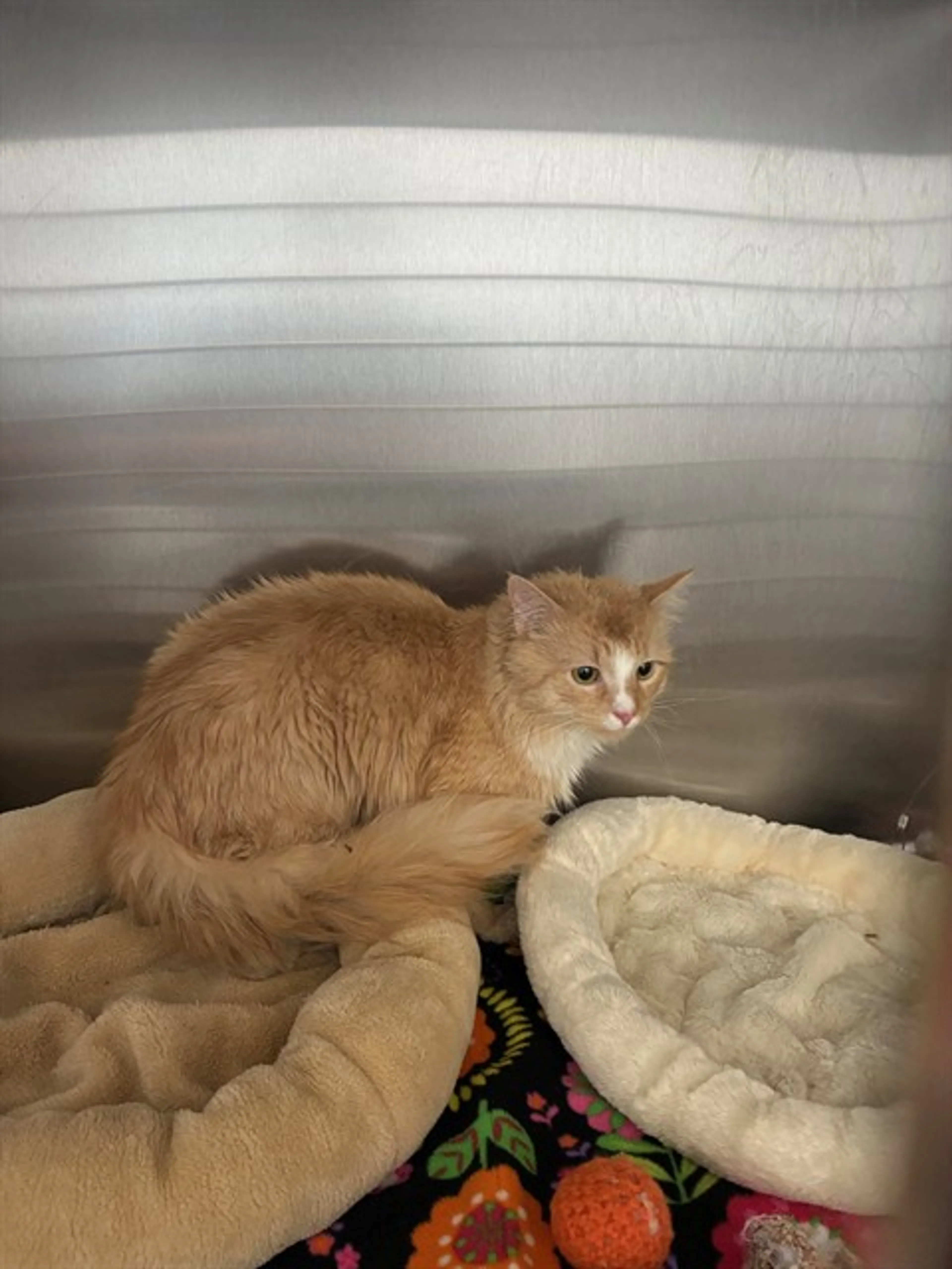 Found pet