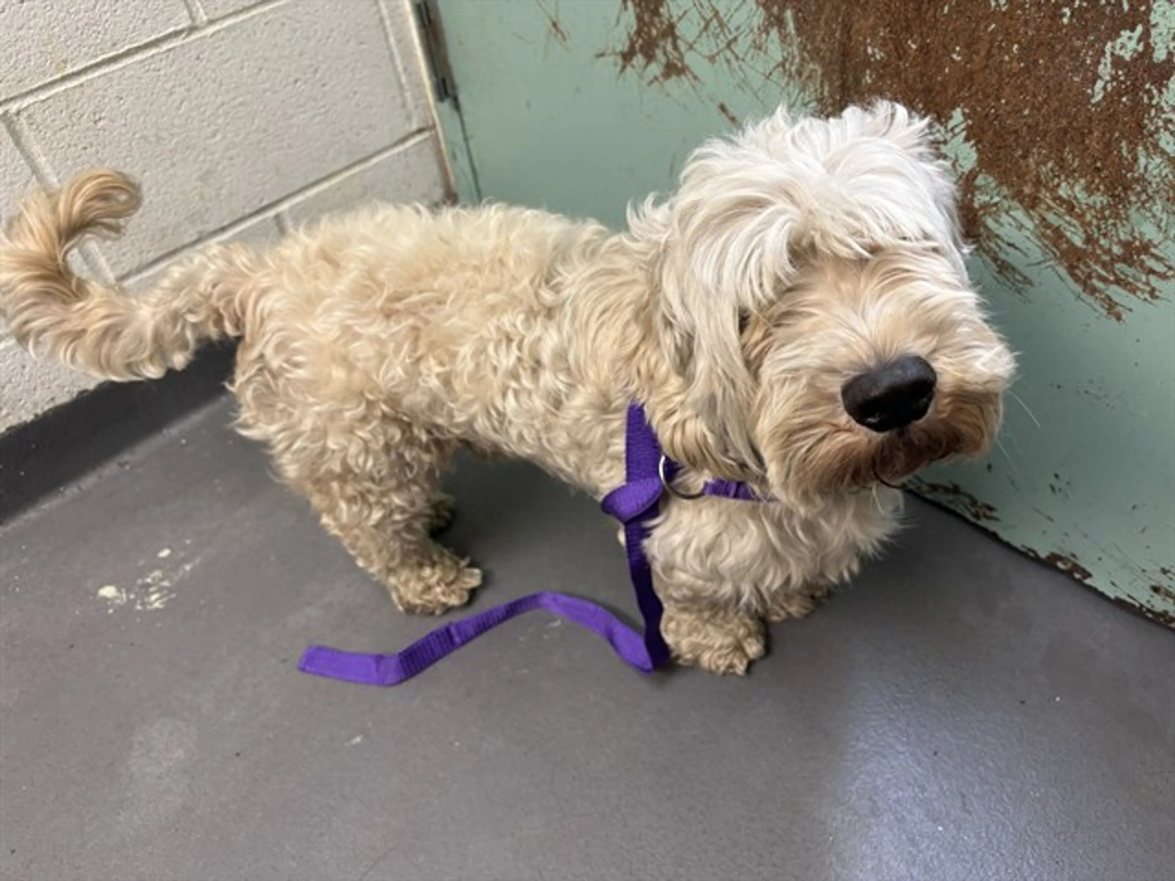 Found pet