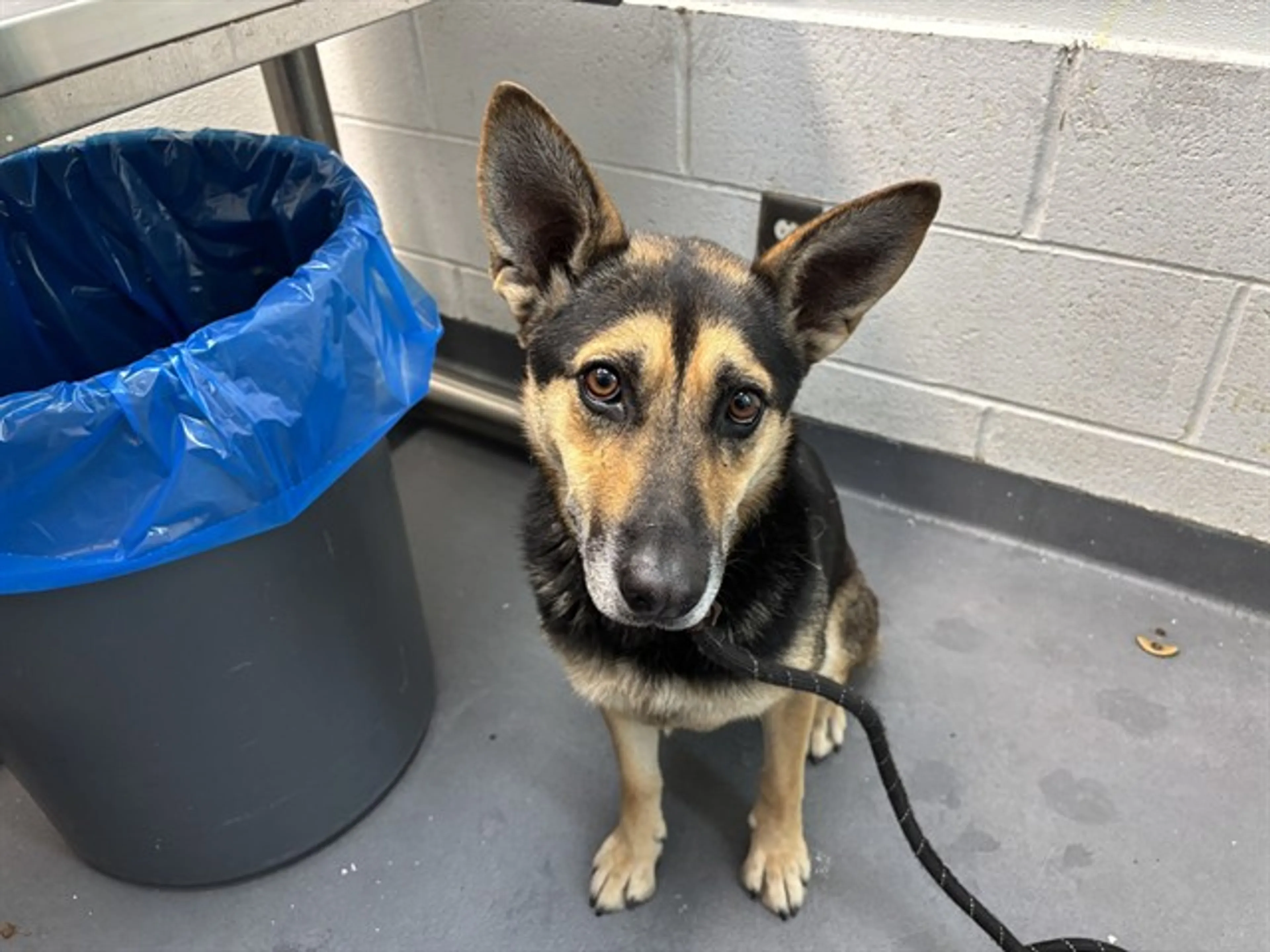 Found pet