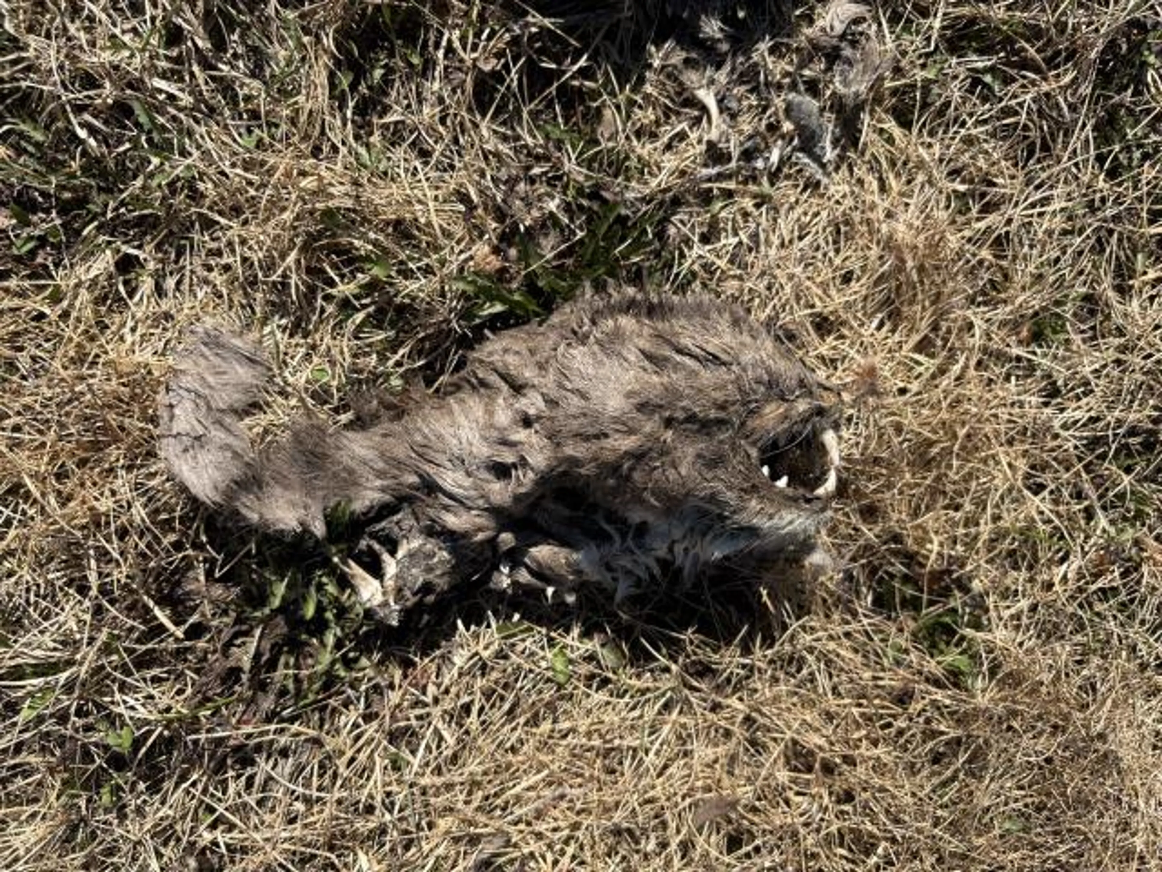 Found pet