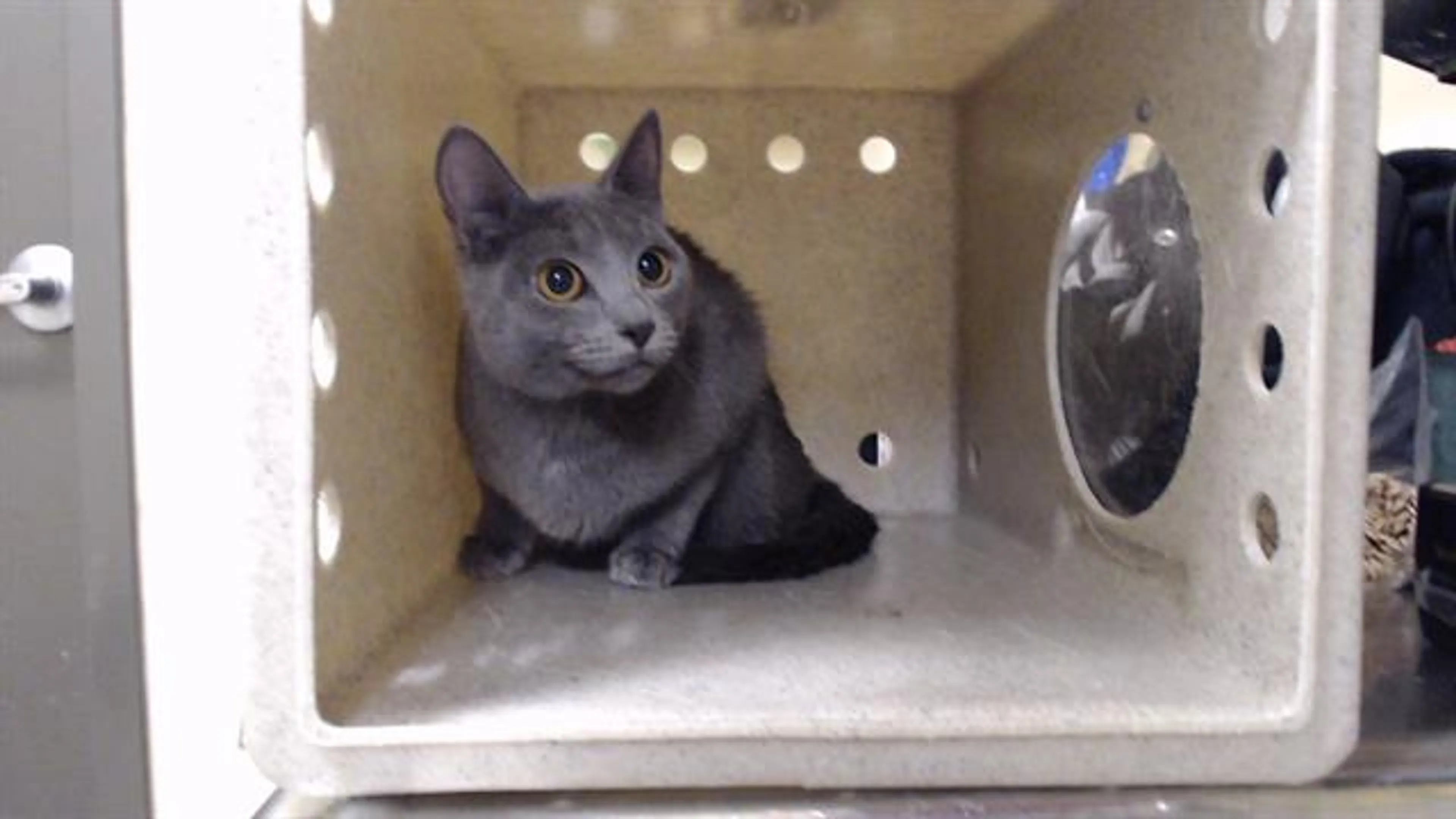 Found pet
