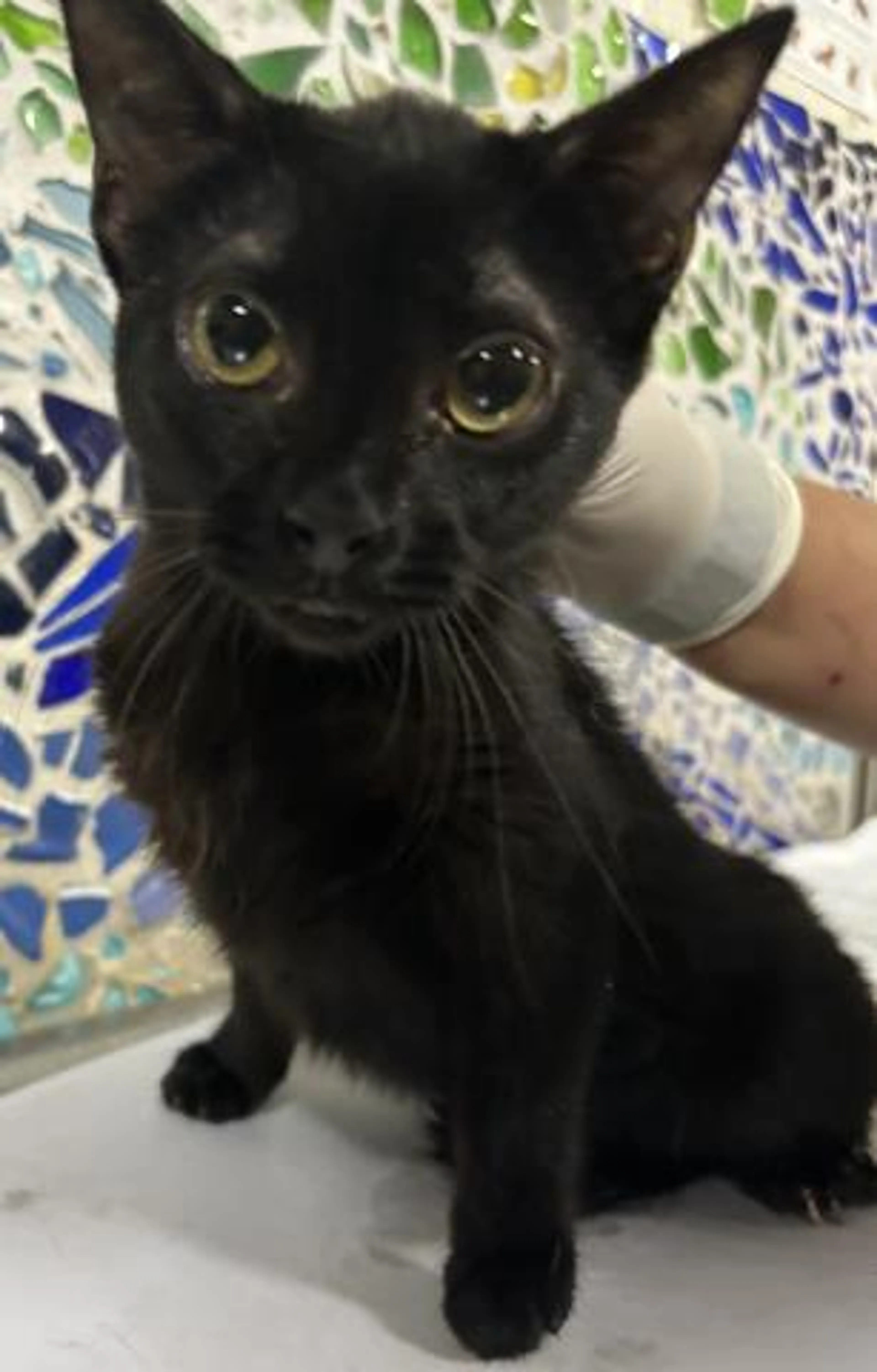 Found pet