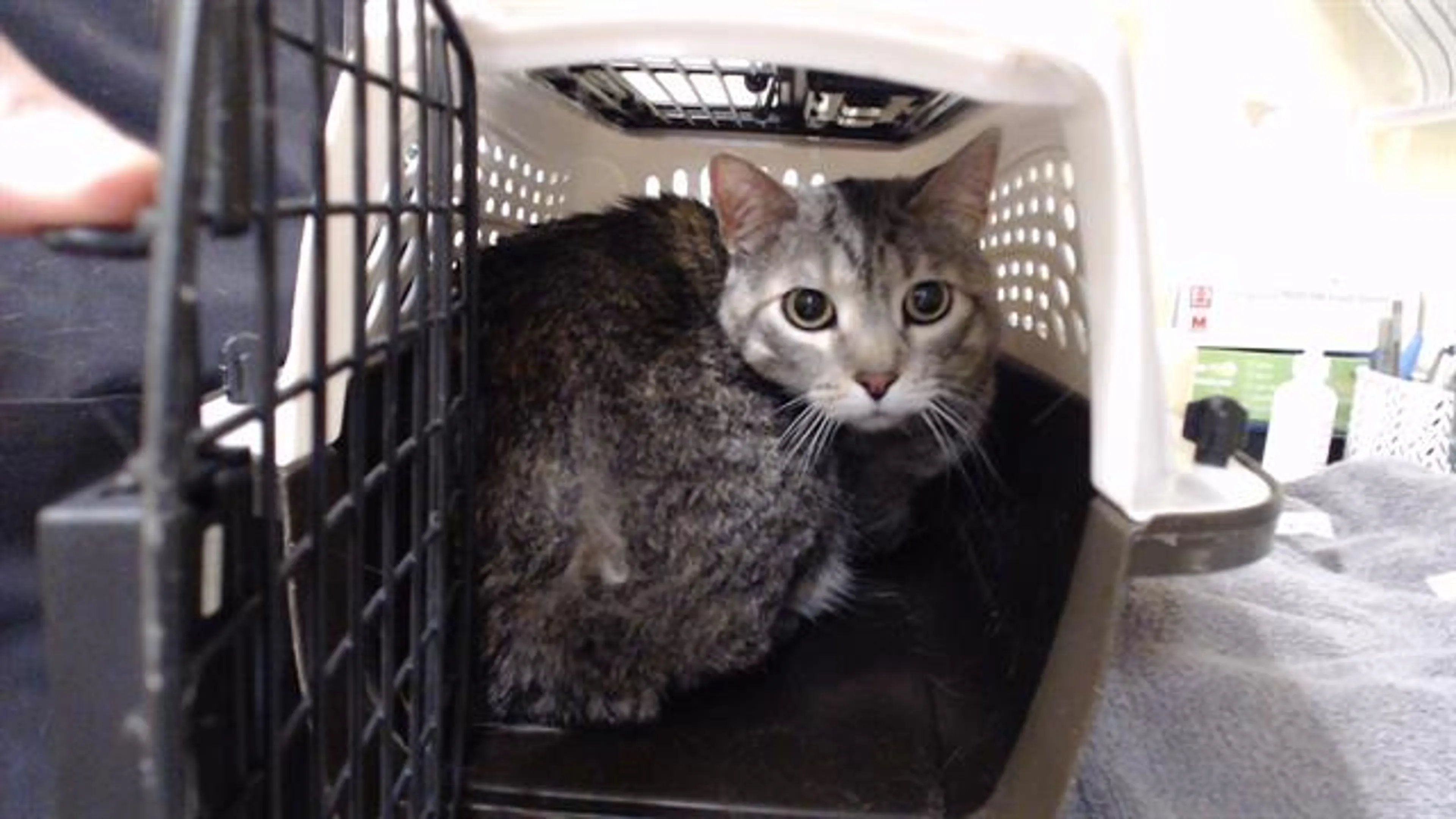 Found pet