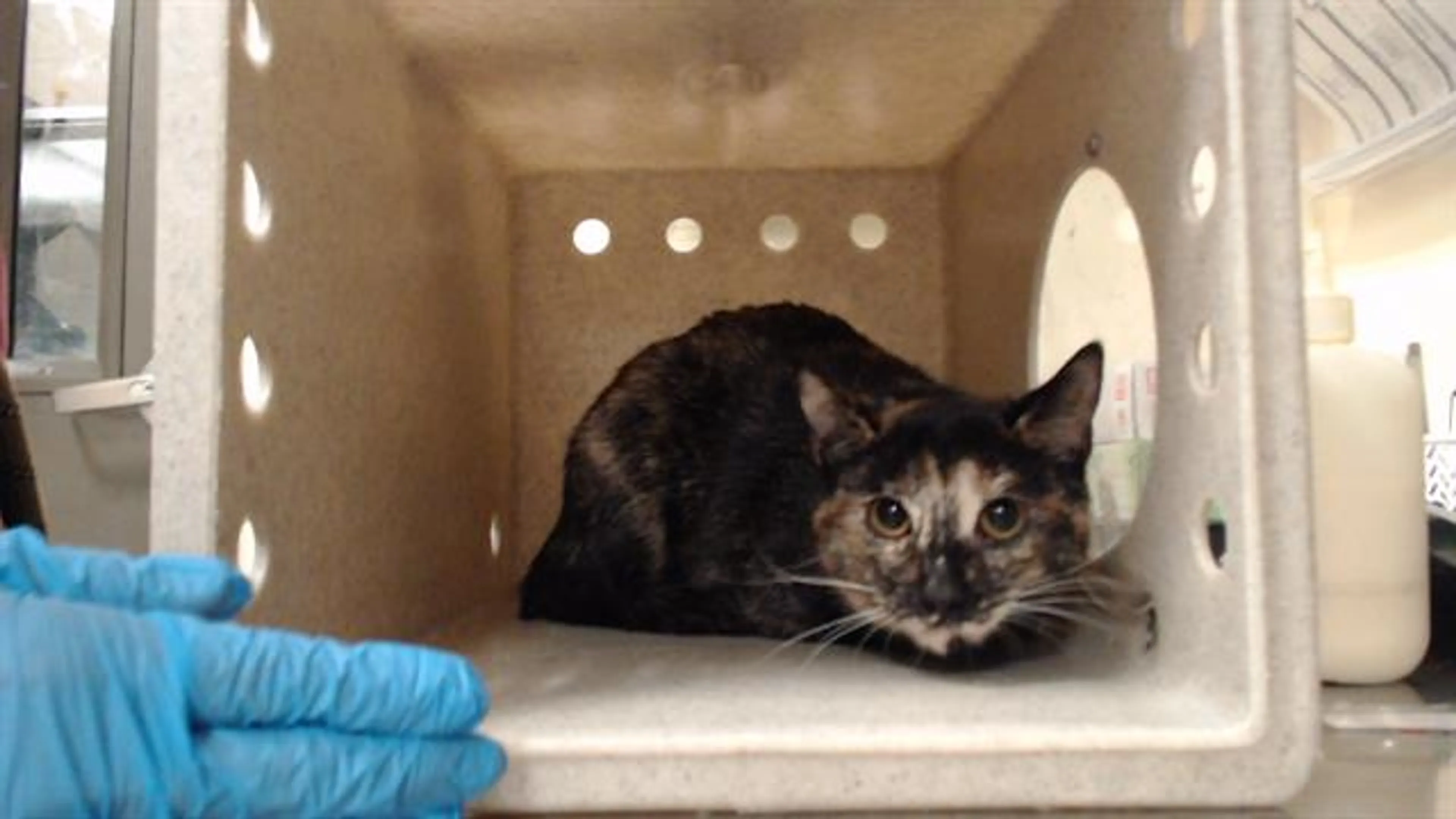 Found pet