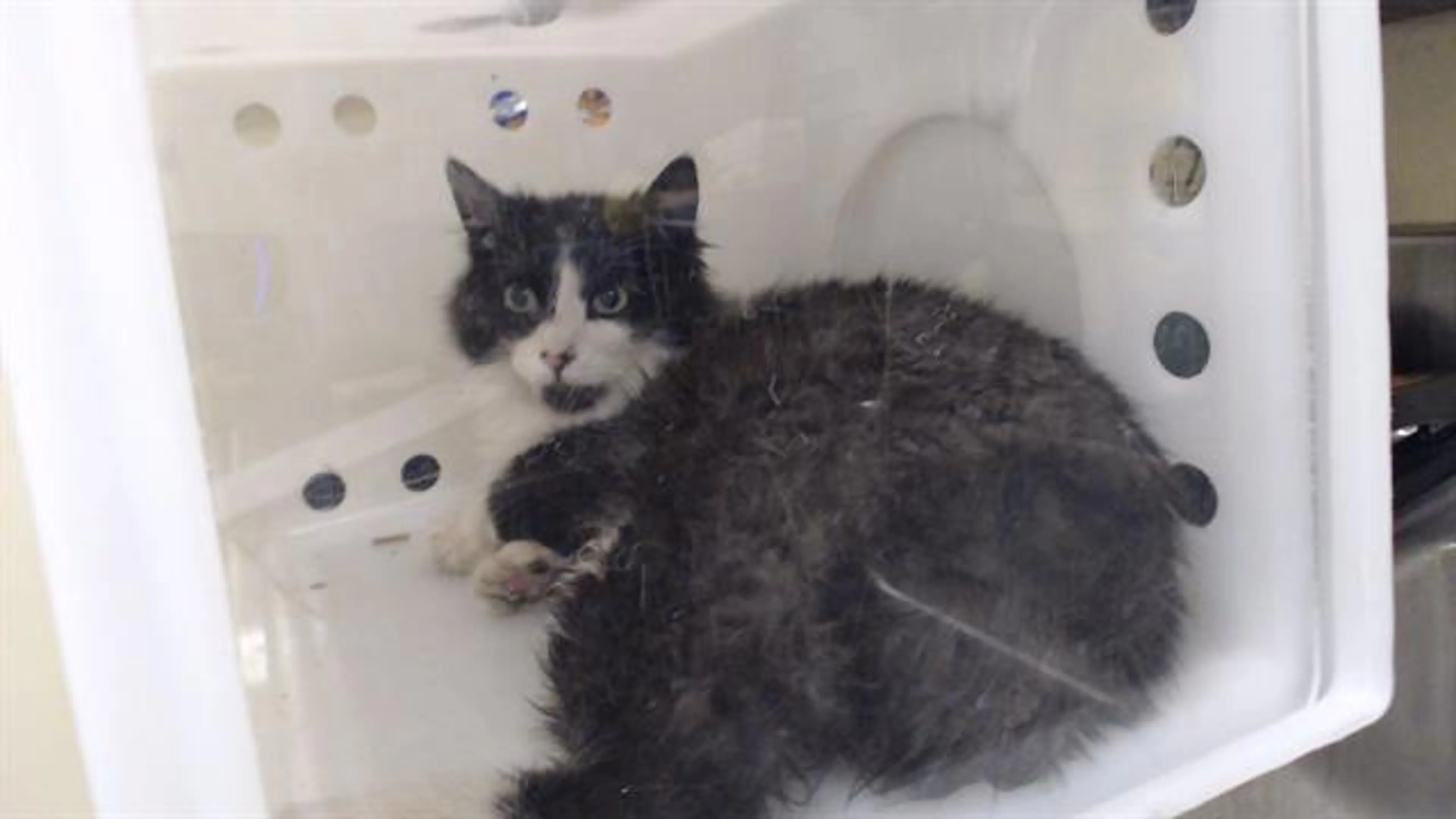 Found pet