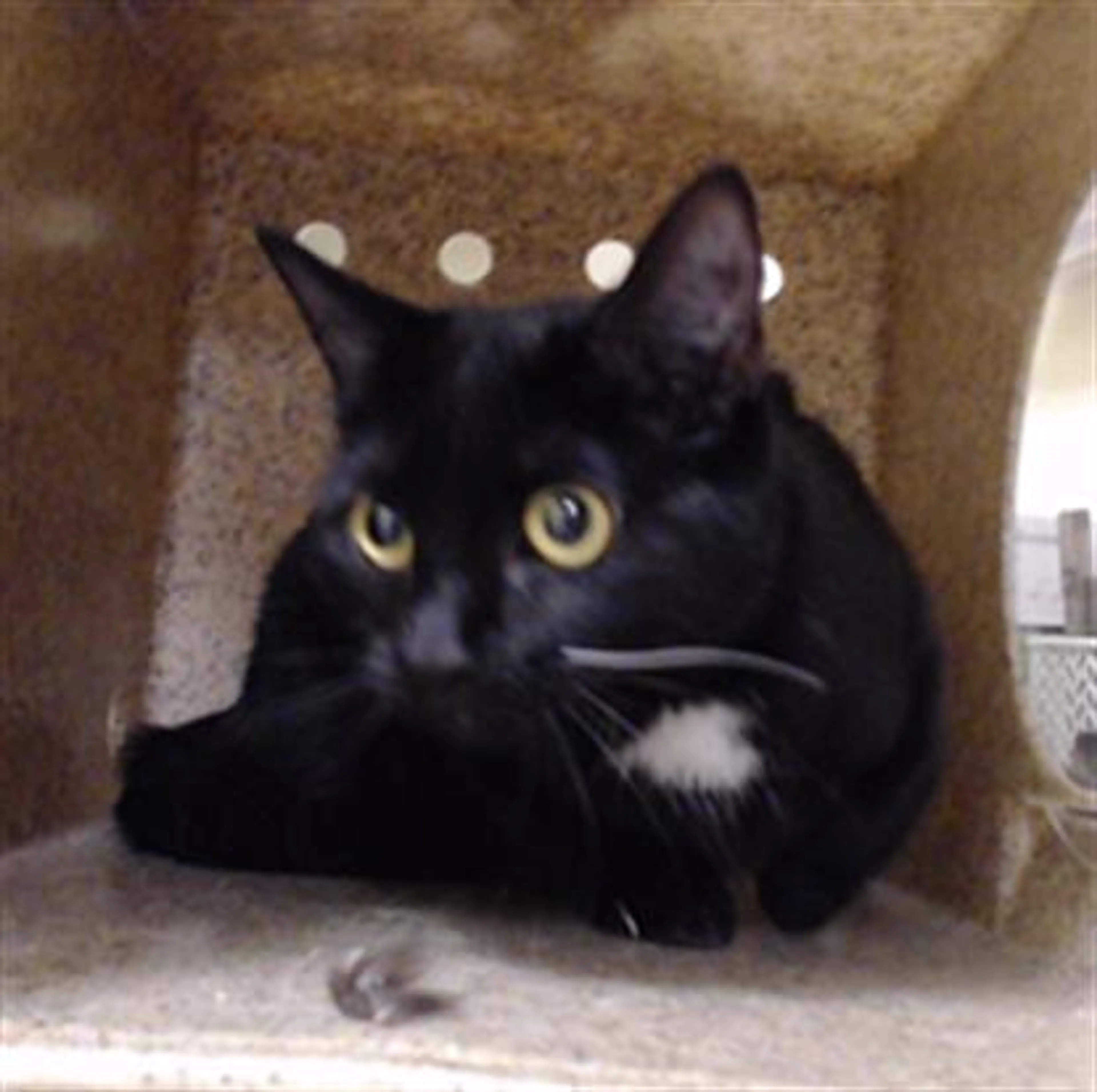 Found pet
