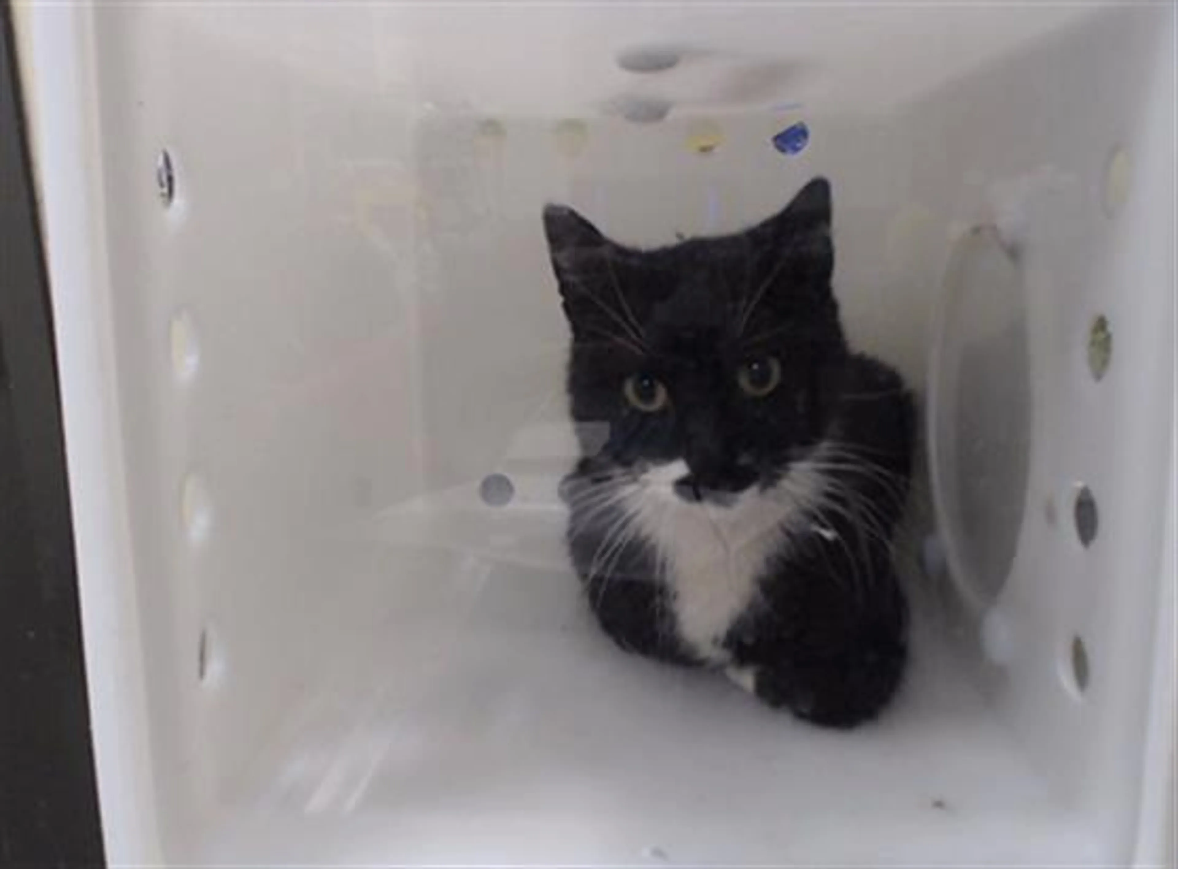 Found pet
