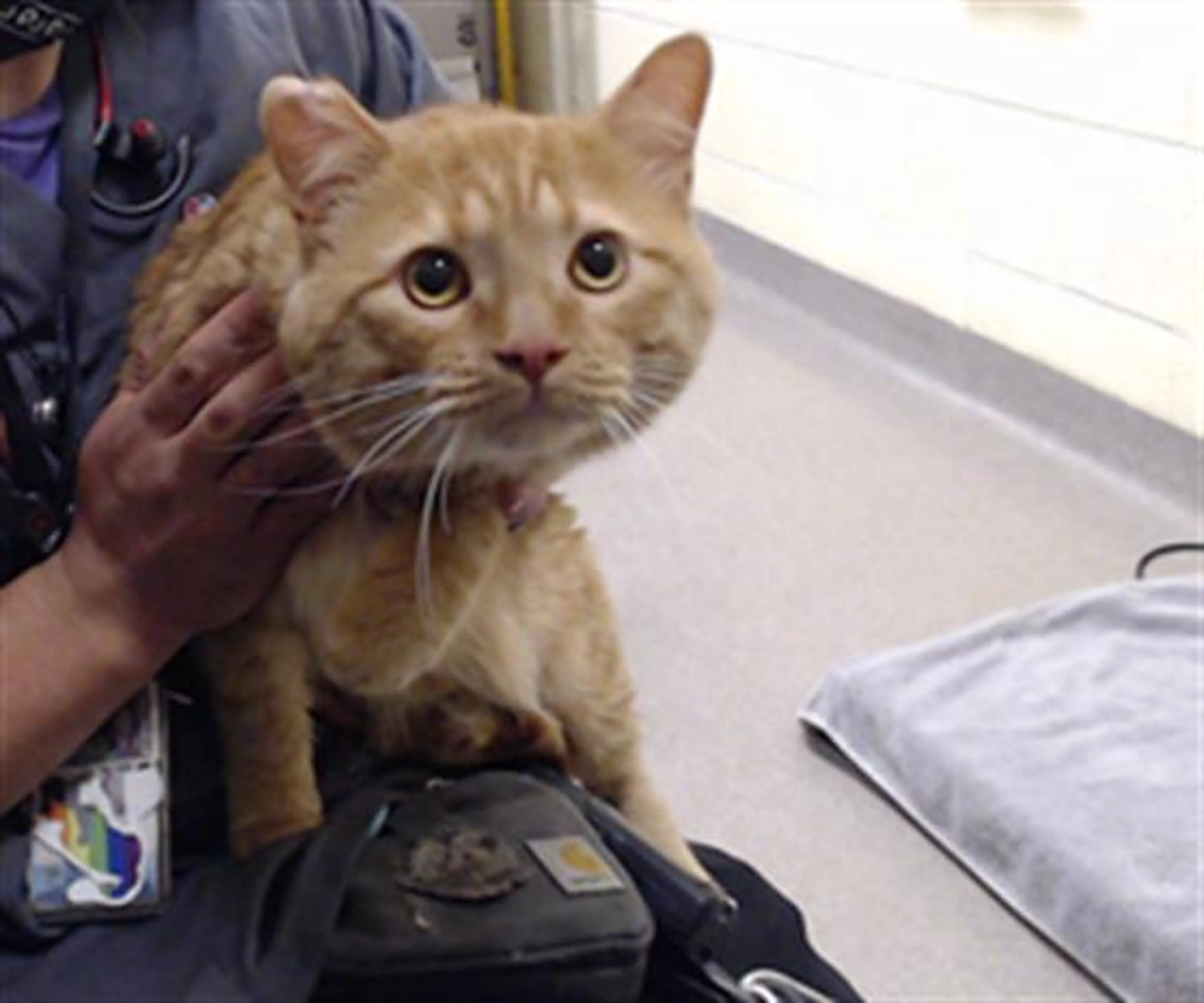 Found pet