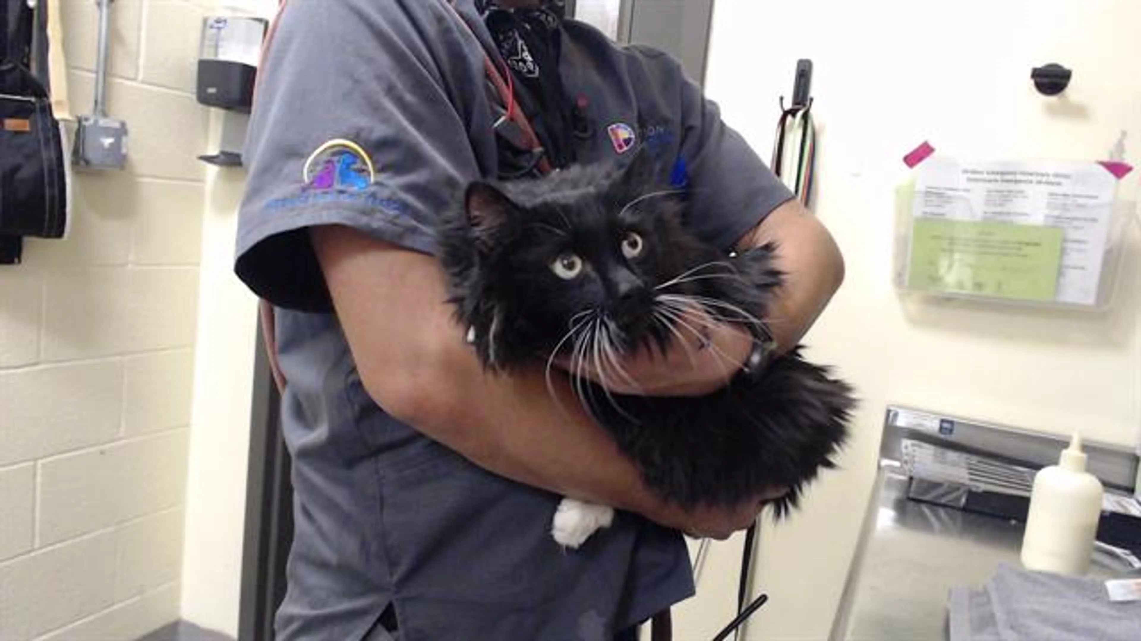 Found pet