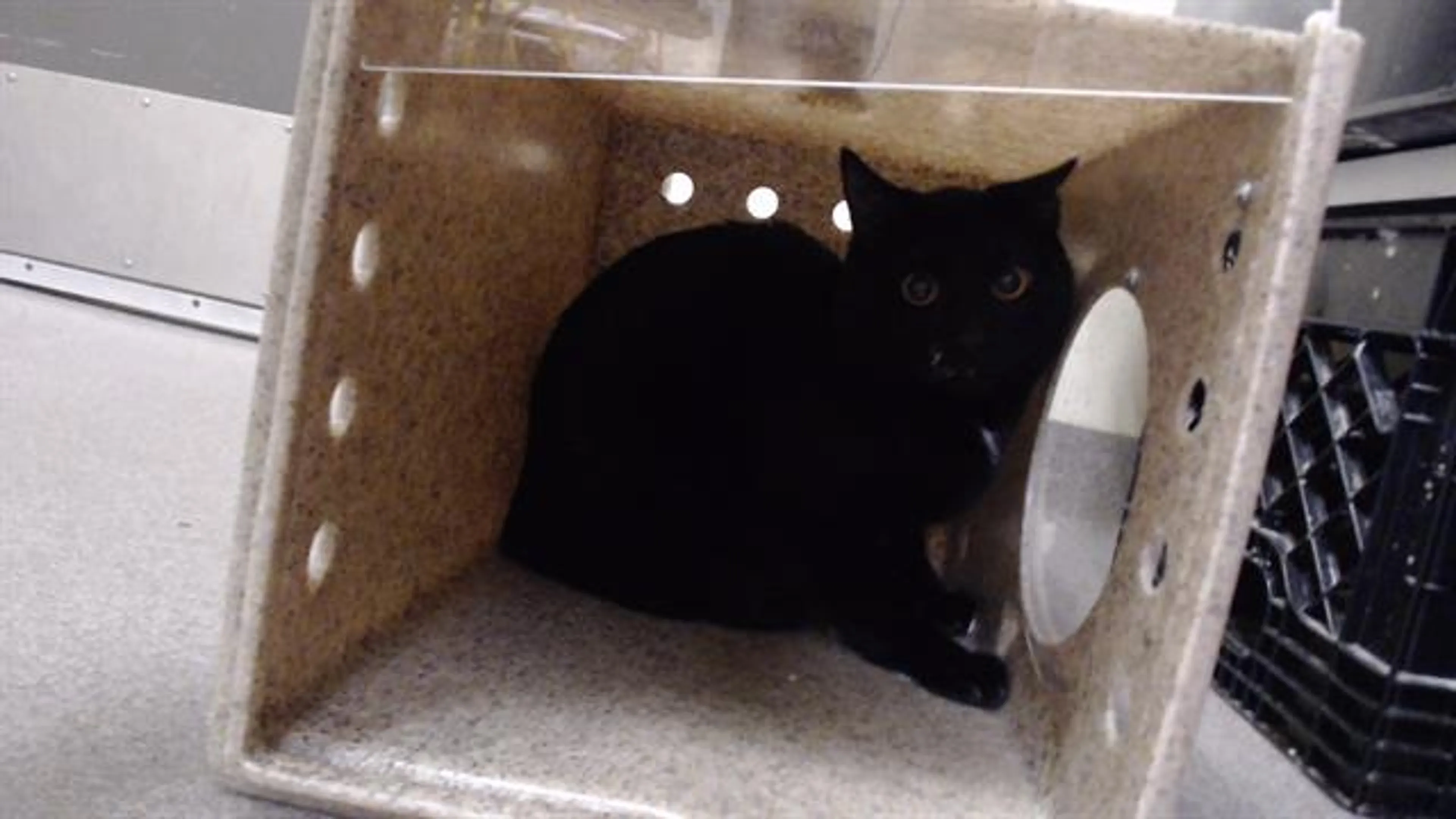 Found pet