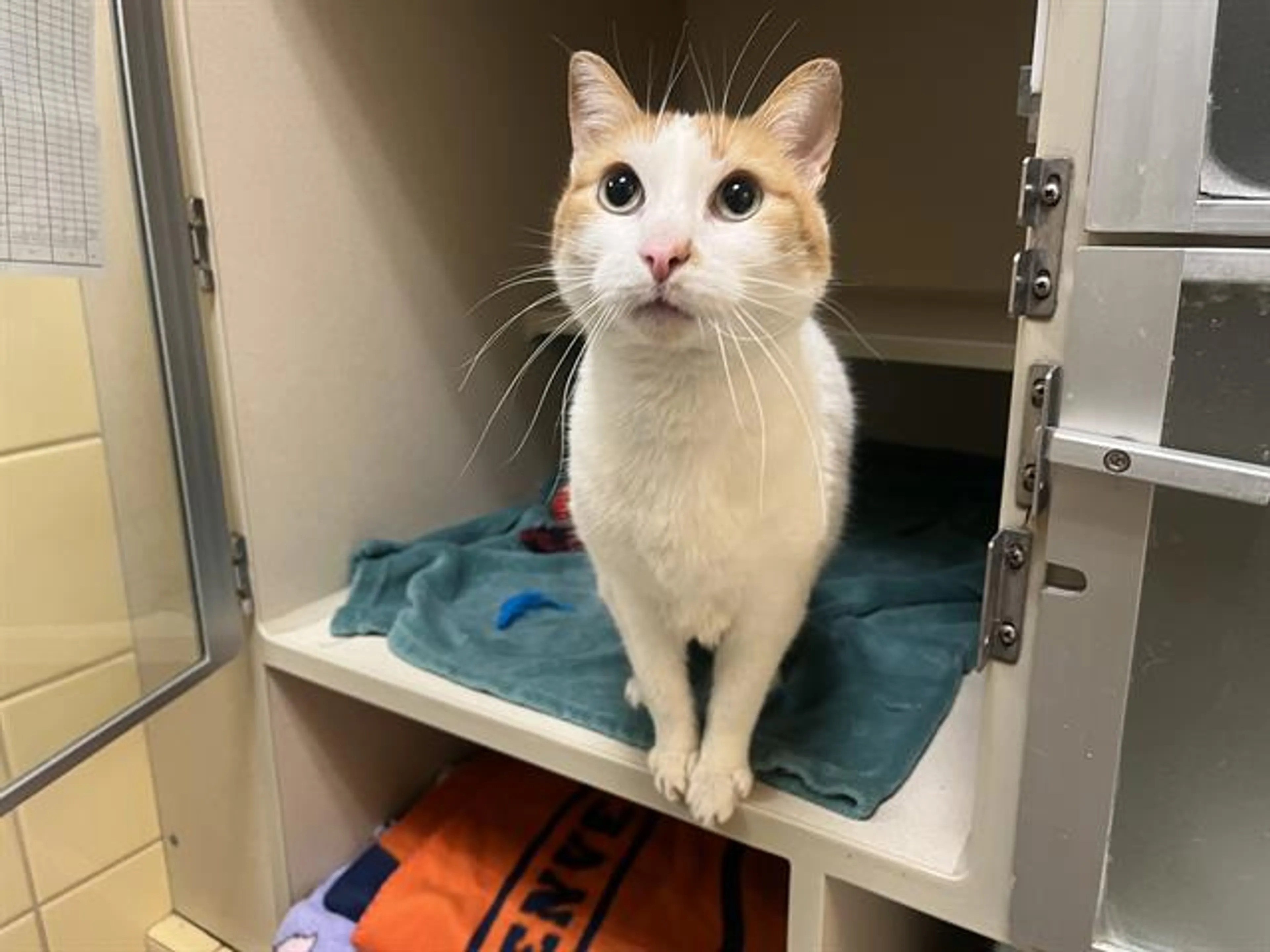 Found pet